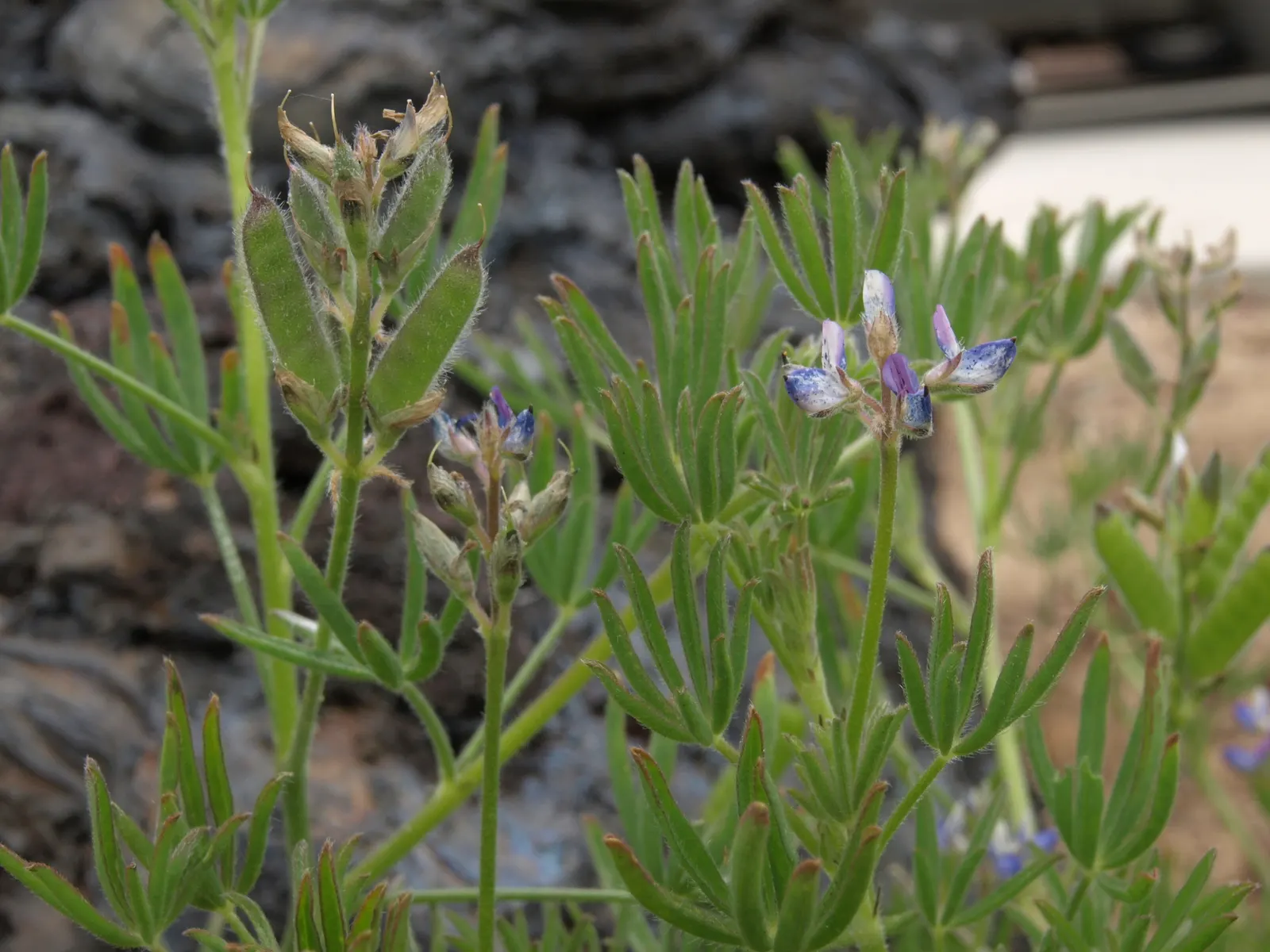 Annual Lupine, Bicolored Lupine (Lupinus Bicolor) — flourishing to a height of 8-20 inches