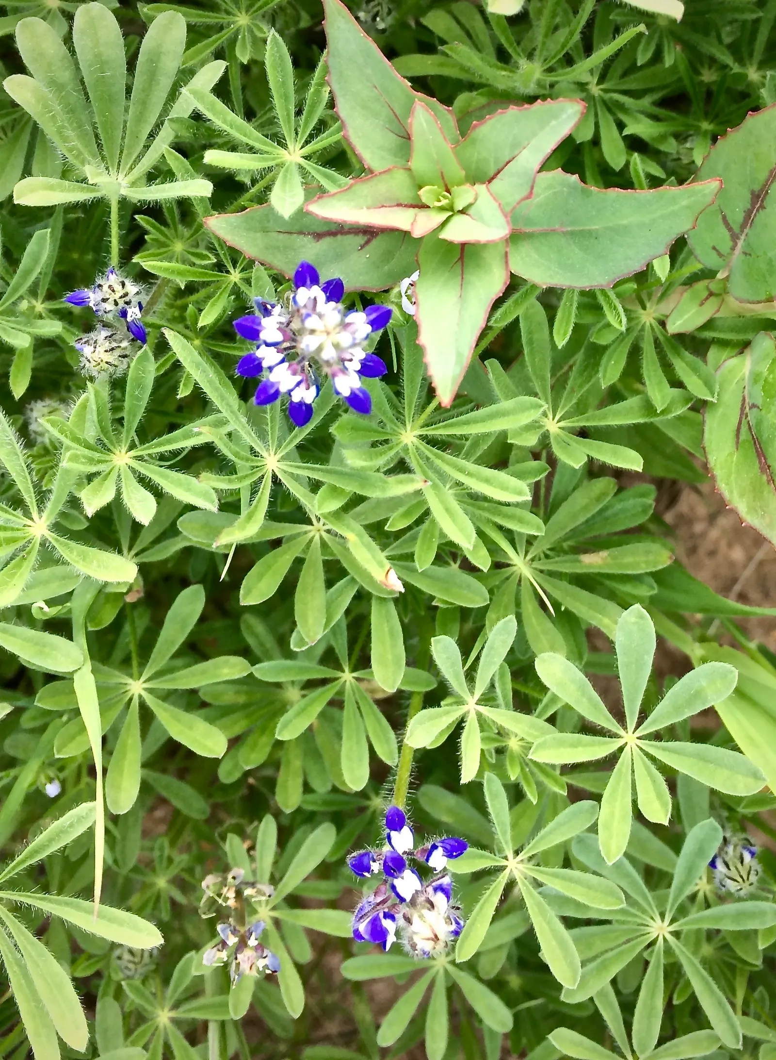 Annual Lupine, Bicolored Lupine (Lupinus Bicolor) — The foliage consists of palmately compound leaves
