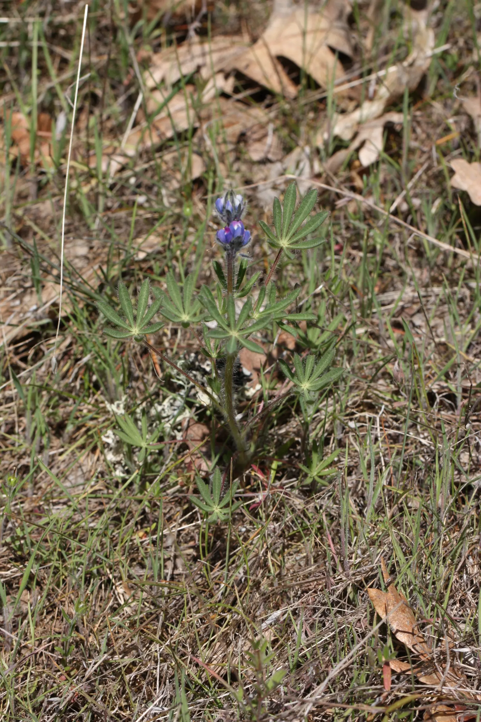 Annual Lupine, Bicolored Lupine (Lupinus Bicolor) — providing a striking color contrast
