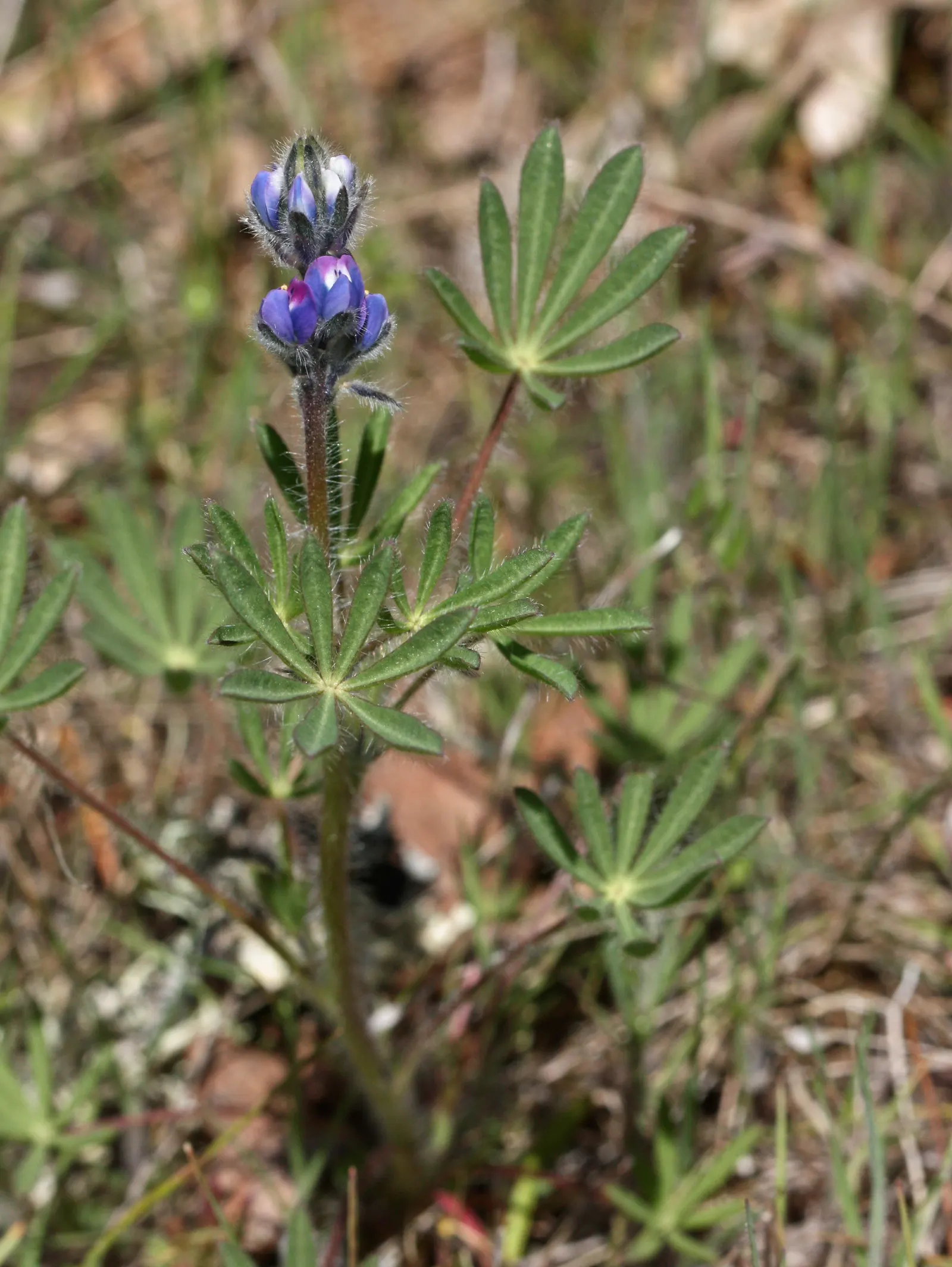 Annual Lupine, Bicolored Lupine (Lupinus Bicolor) — known for its stunning purple and blue hues