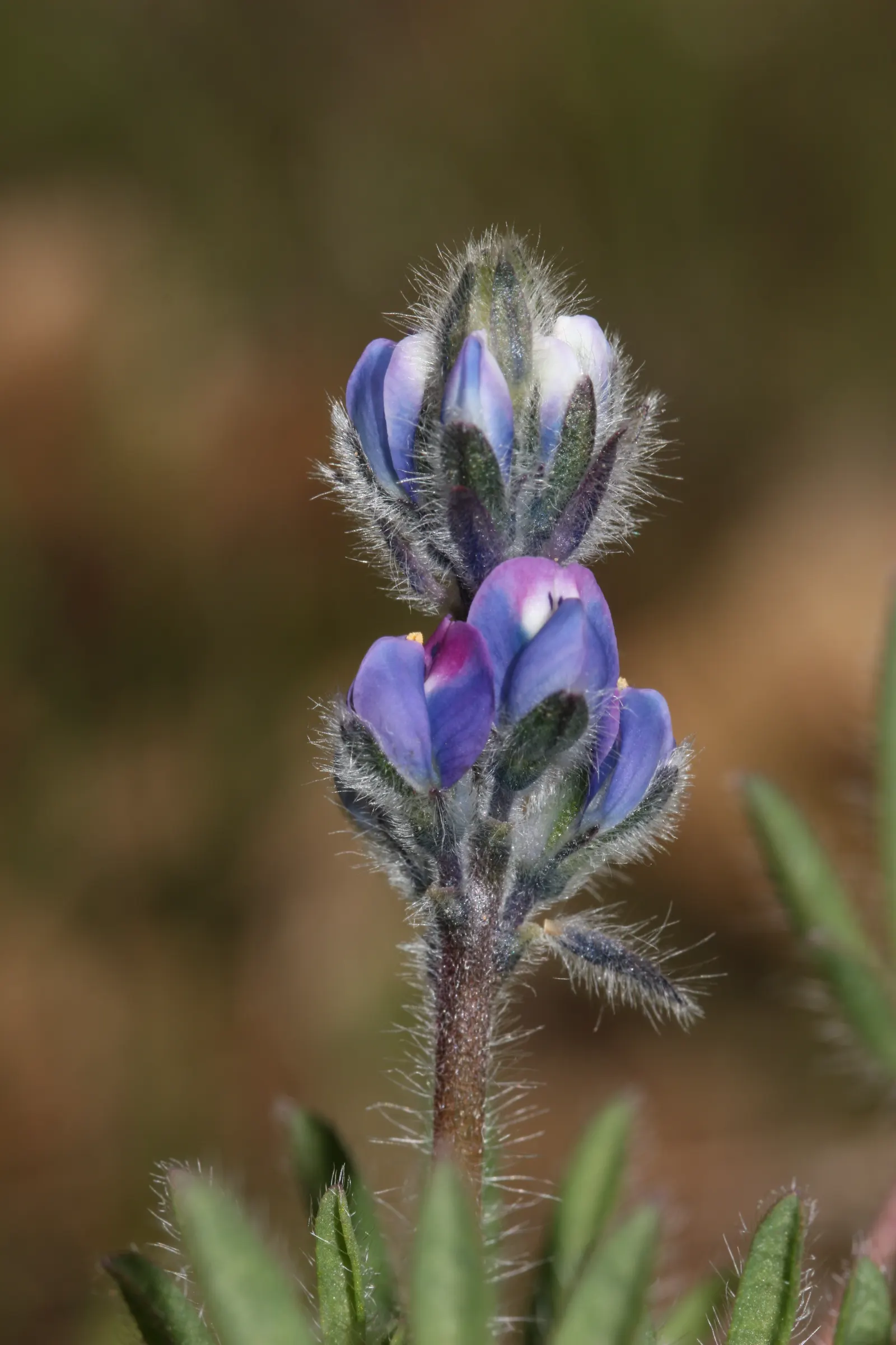 Annual Lupine, Bicolored Lupine (Lupinus Bicolor) — Adaptable to various soils, it performs best in full sun