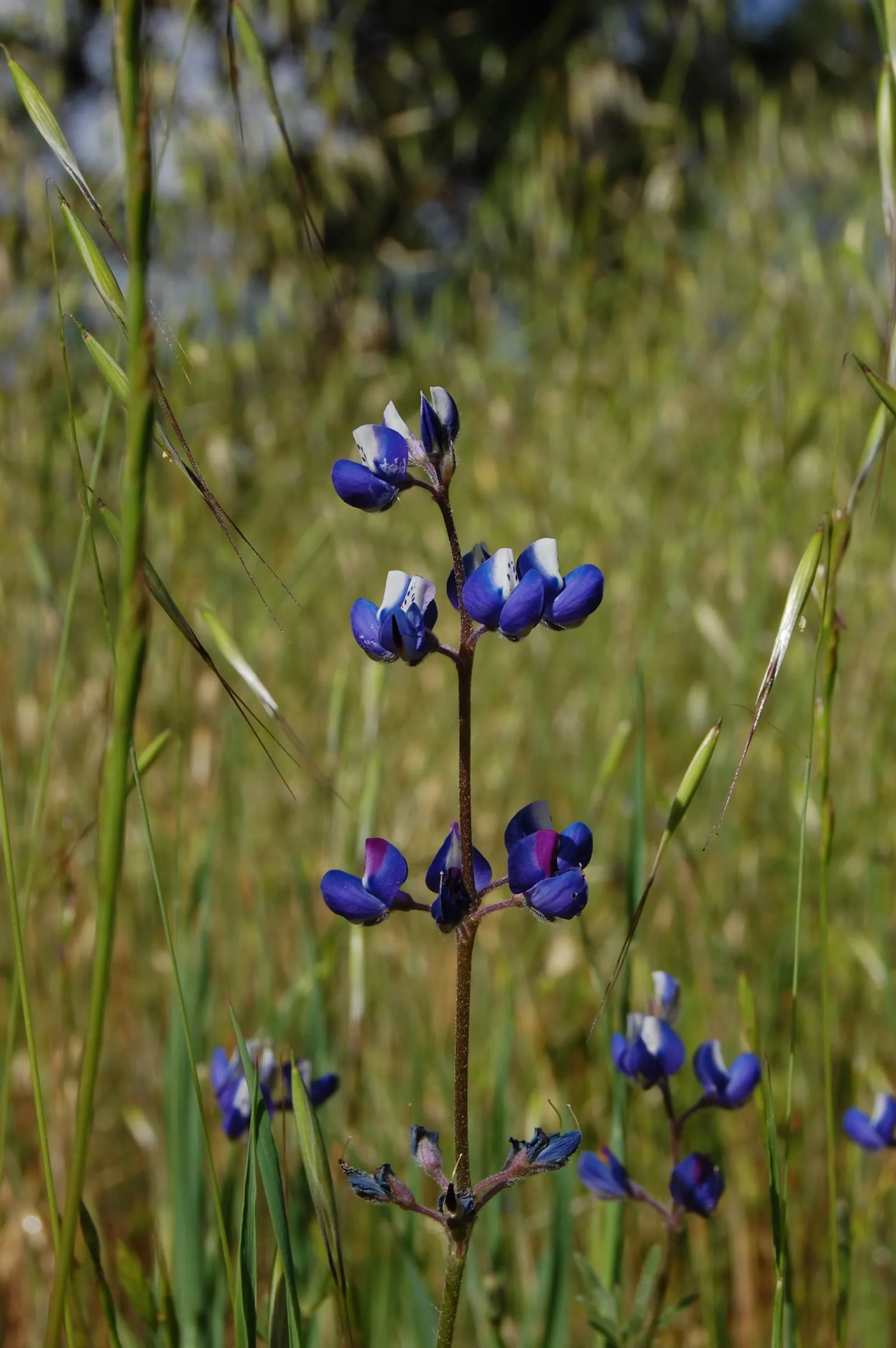 Annual Lupine, Bicolored Lupine (Lupinus Bicolor) — This drought-tolerant plant showcases spikes adorned with pea-like flowers in spring and early summer