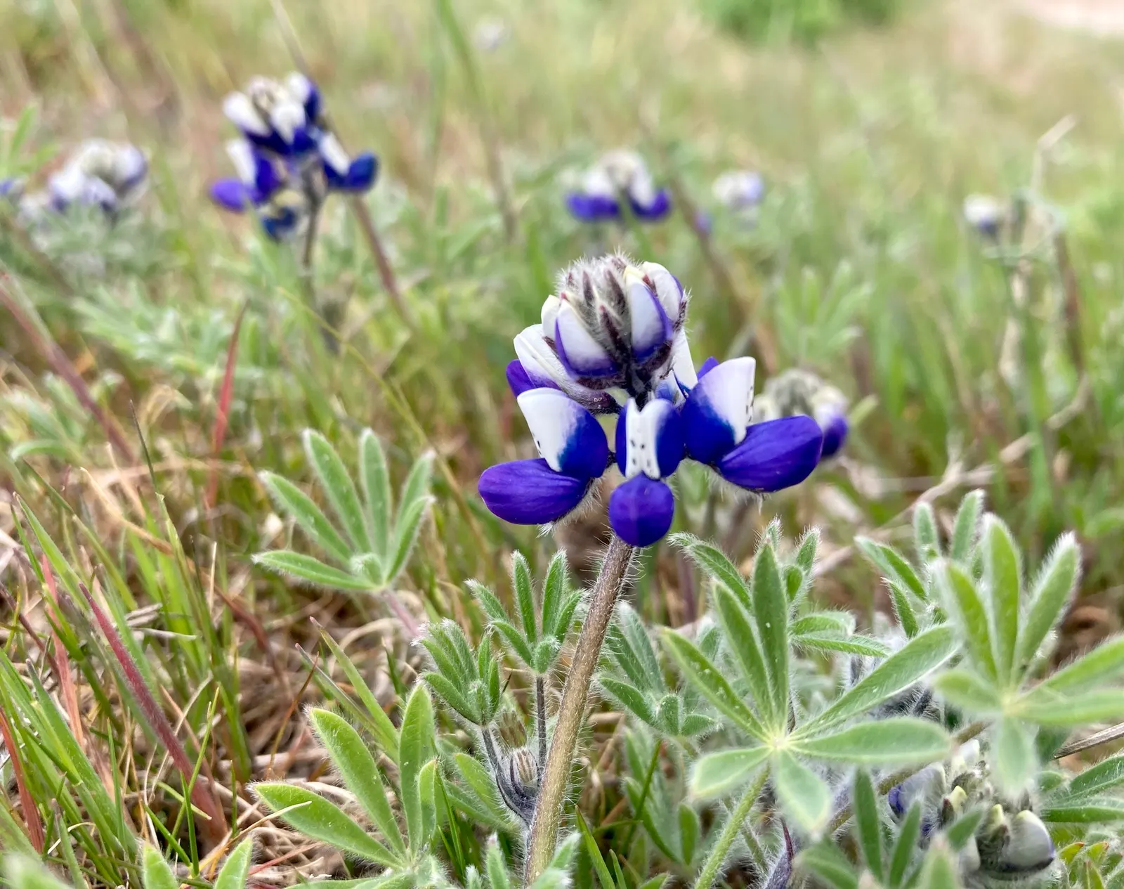 Annual Lupine, Bicolored Lupine (Lupinus Bicolor) — although it thrives best in well-drained