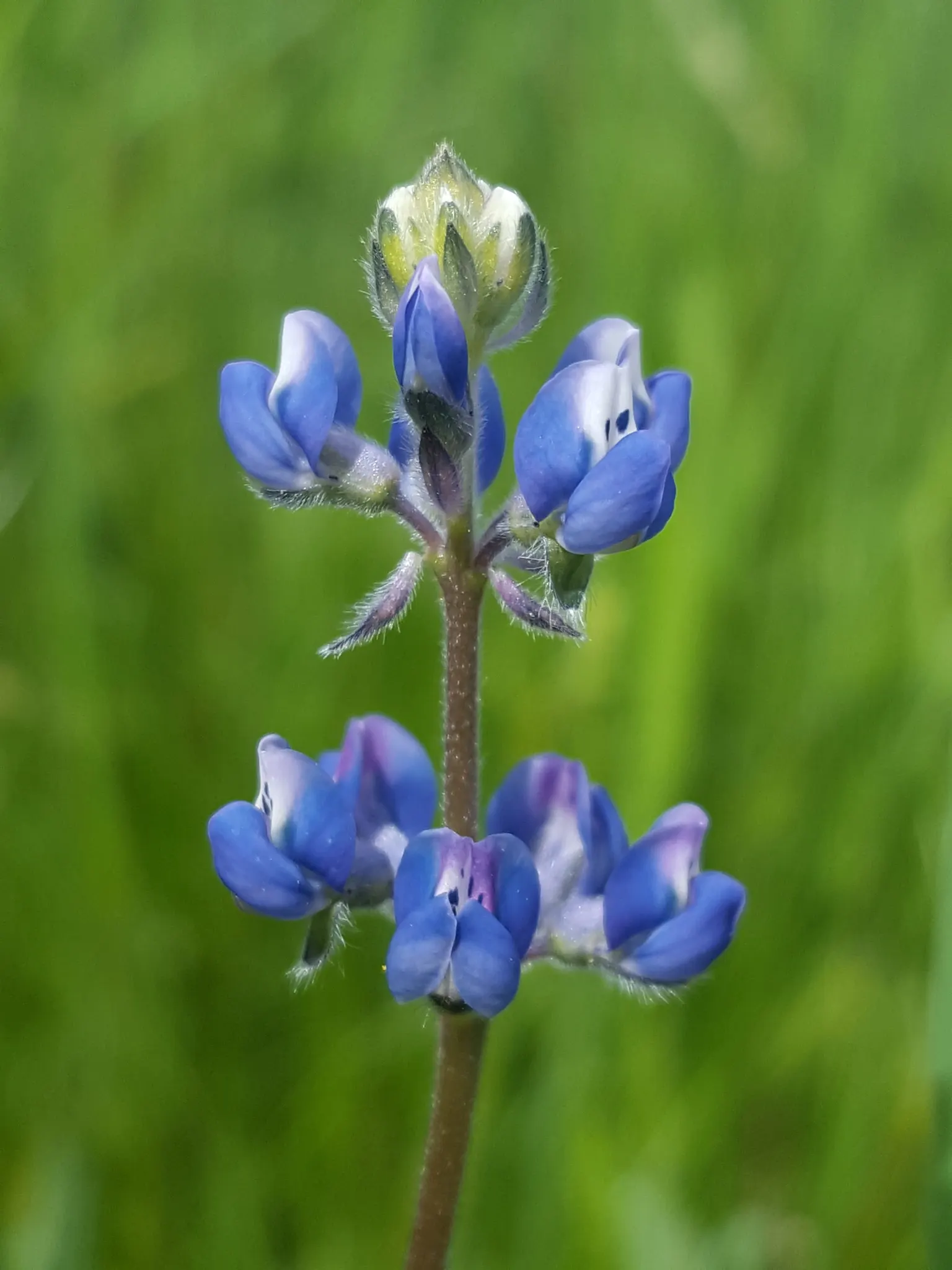 Annual Lupine, Bicolored Lupine (Lupinus Bicolor) — The Bicolored Lupine (Lupinus bicolor) is a vibrant annual