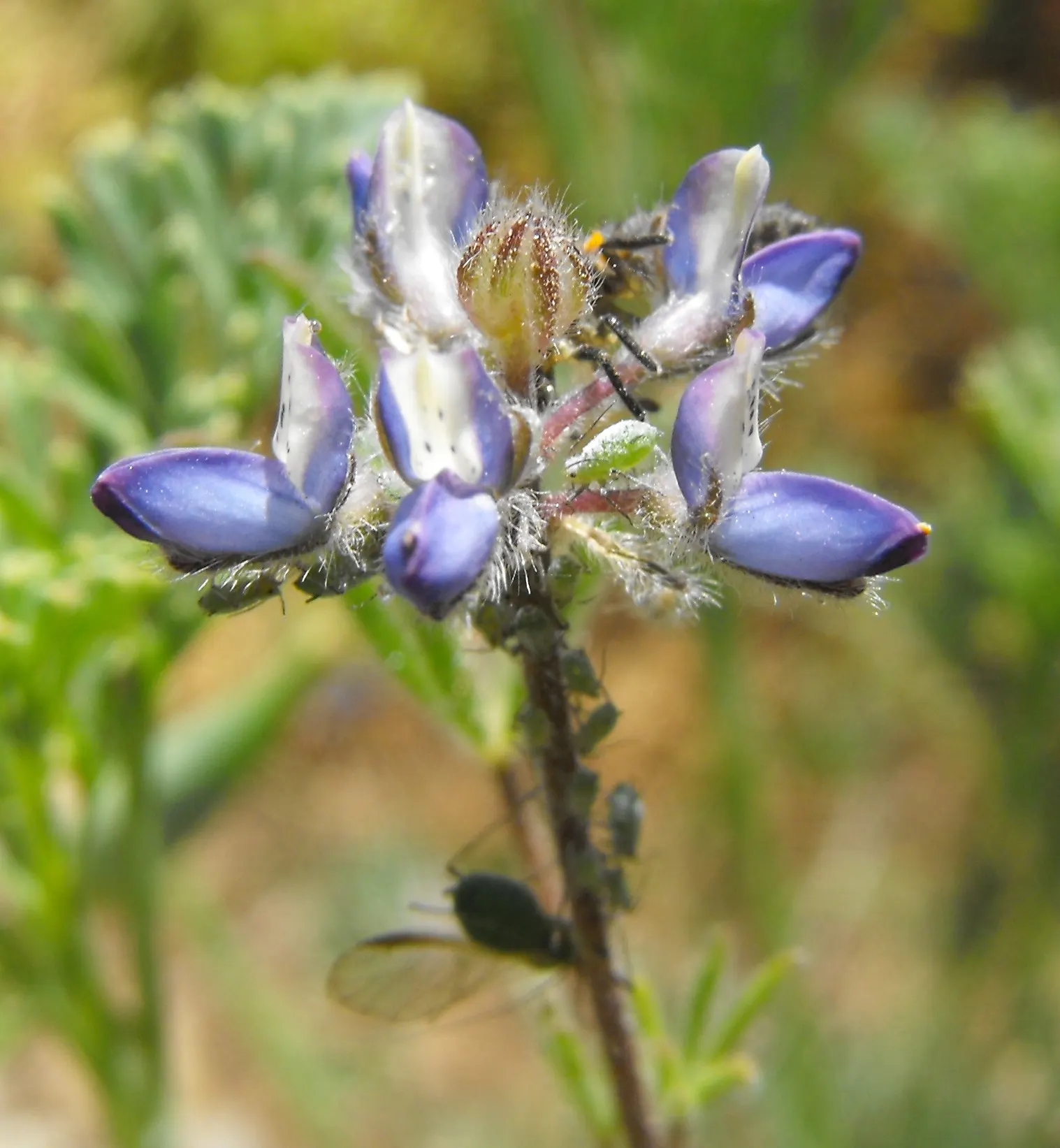 Annual Lupine, Bicolored Lupine (Lupinus Bicolor) — adding a textured green backdrop that beautifully contrasts the vivid blossoms