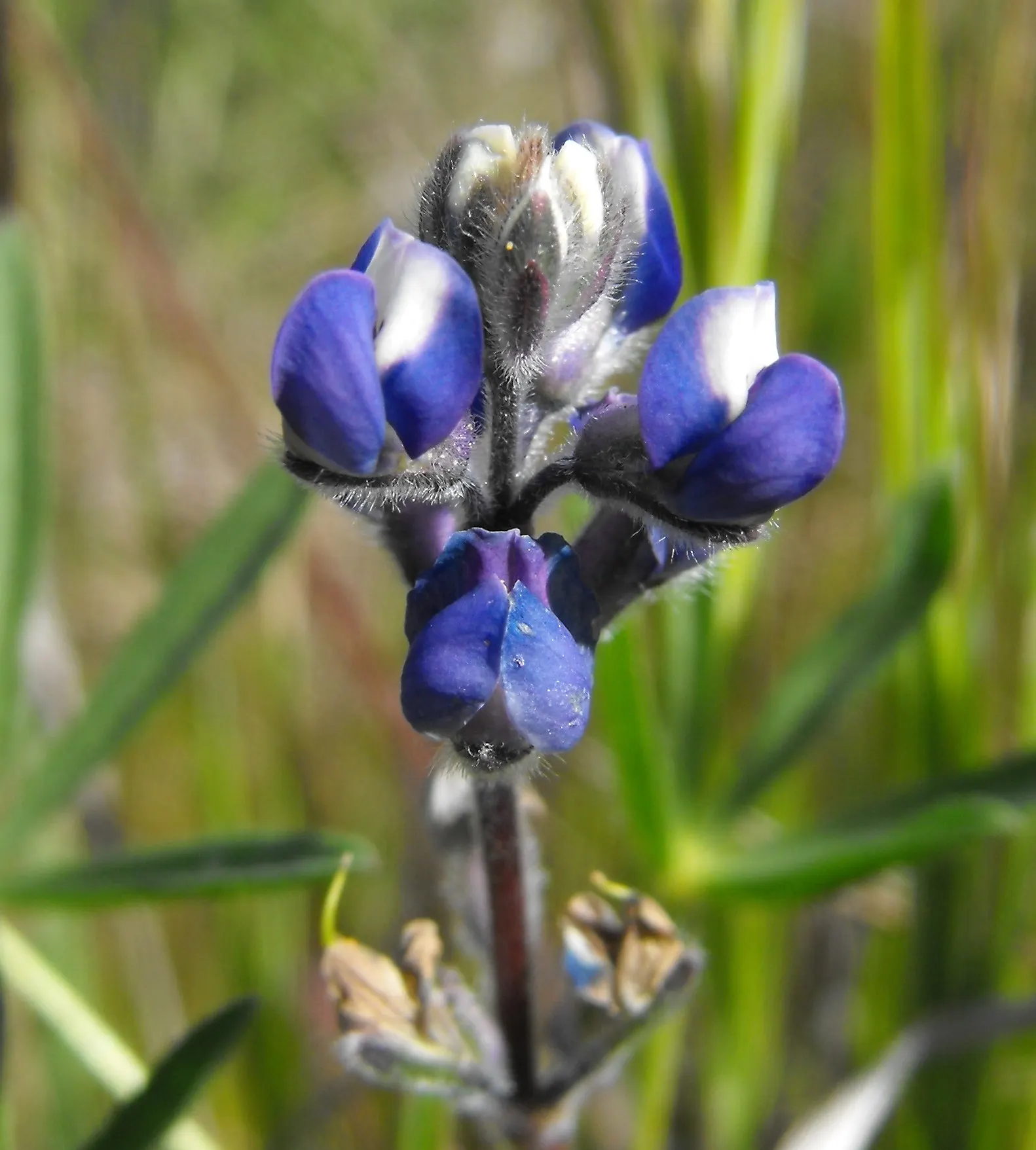 Annual Lupine, Bicolored Lupine (Lupinus Bicolor) — This species is native to the western United States and is well-adapted to a range of soil conditions