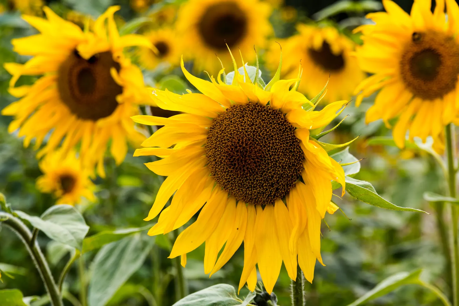 Showy Sunflower (Helianthus 'Lemon Queen') — providing a radiant backdrop and autumnal interest in landscape designs