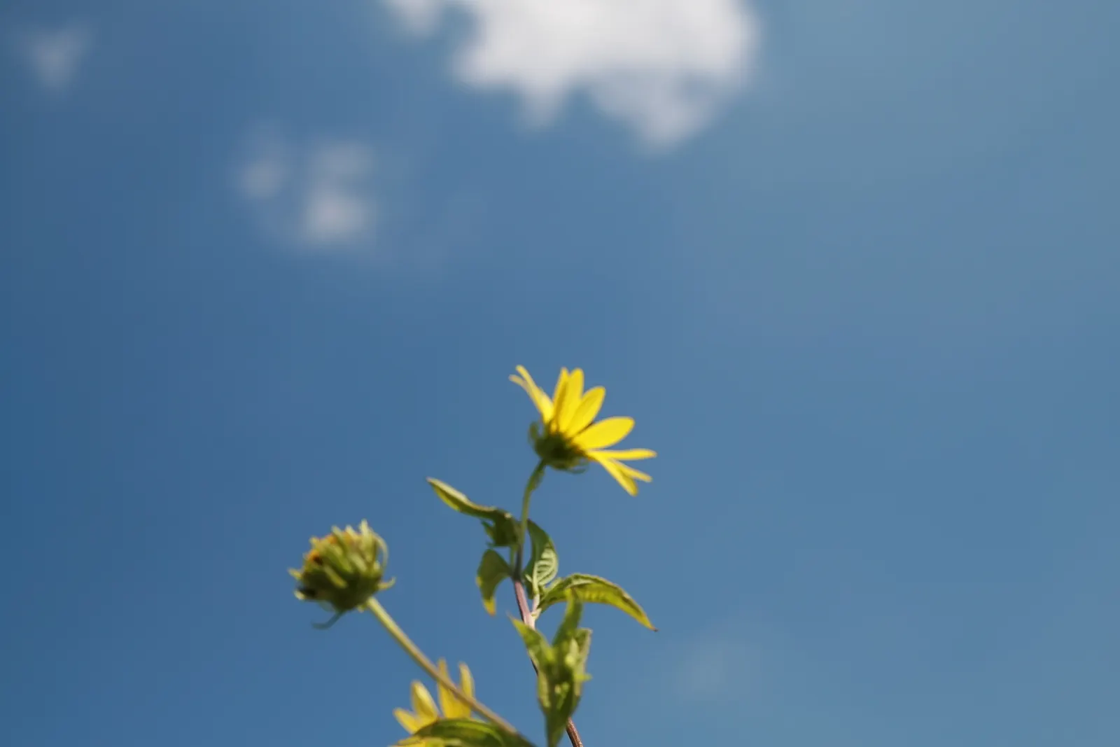 Showy Sunflower (Helianthus 'Lemon Queen') — with a spread of about 3 to 4 feet