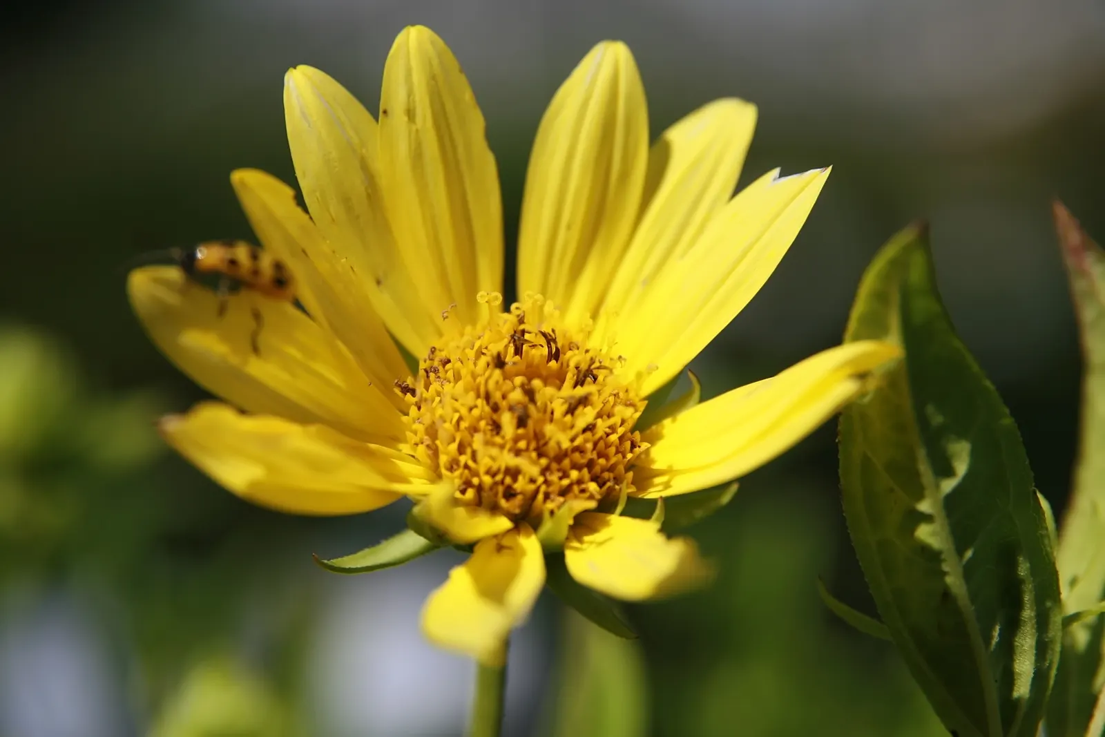 Showy Sunflower (Helianthus 'Lemon Queen') — the Helianthus 'Lemon Queen' blooms profusely from late summer into fall