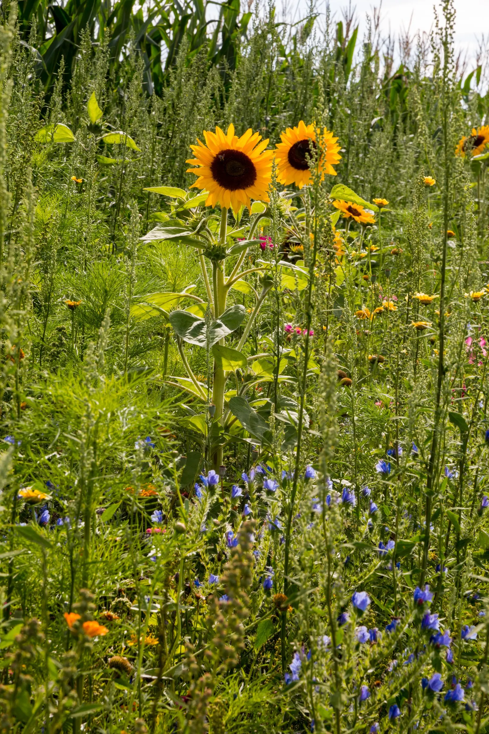 Showy Sunflower (Helianthus 'Lemon Queen') — is a robust and captivating perennial that brings a burst of cheer to any landscape design