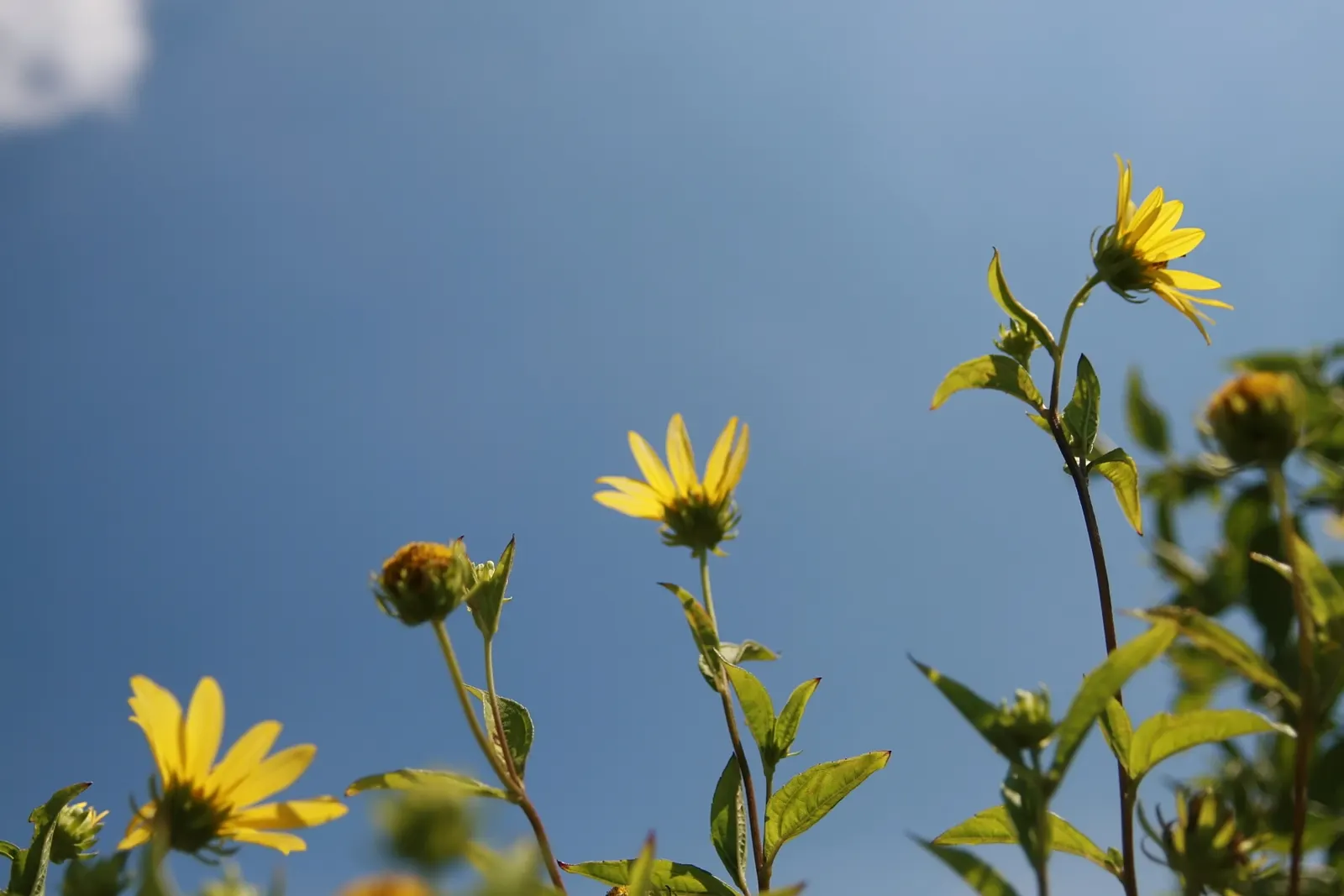 Showy Sunflower (Helianthus 'Lemon Queen') — It boasts lemon-yellow blooms with dark centers from late summer to fall, attracting pollinators