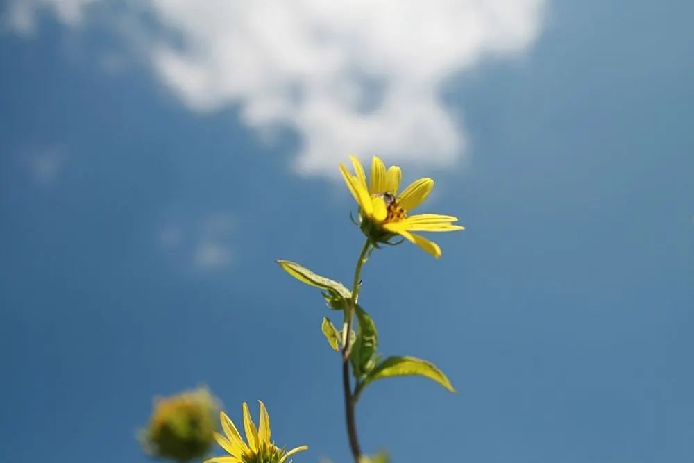 Showy Sunflower (Helianthus 'Lemon Queen') — The petals encircle a darker yellow center