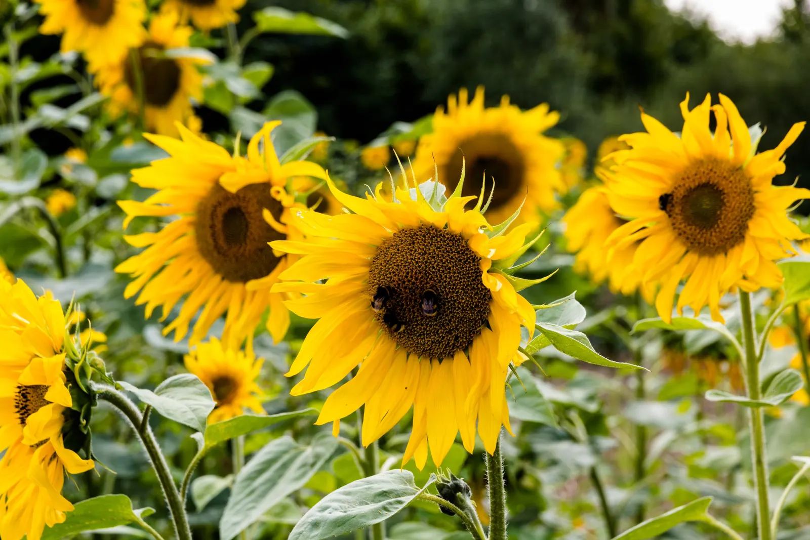 Showy Sunflower (Helianthus 'Lemon Queen') — Its towering presence makes it an ideal back-of-border plant