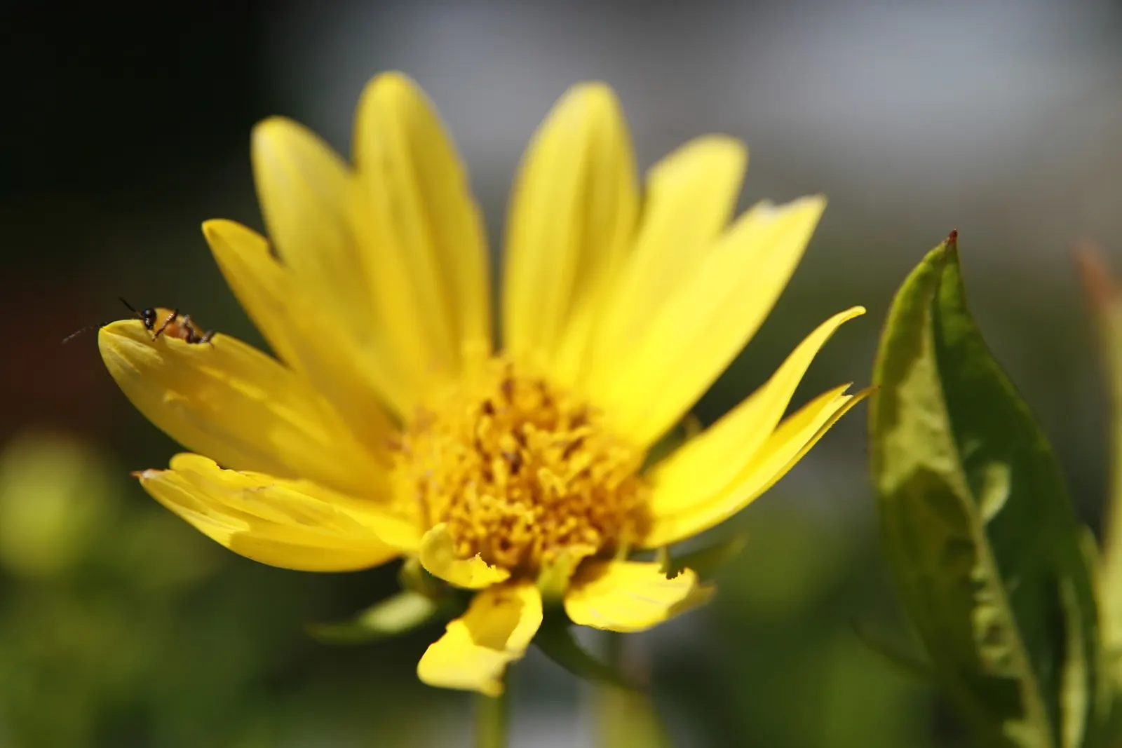 Showy Sunflower (Helianthus 'Lemon Queen') — Standing tall at an average height of 6 to 7 feet