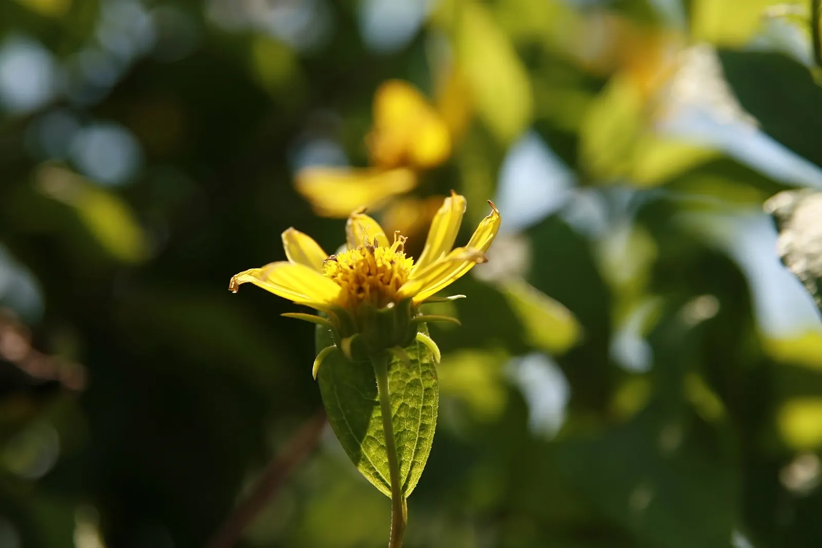 Showy Sunflower (Helianthus 'Lemon Queen') — offering a long-lasting display of color when many other plants are beginning to fade