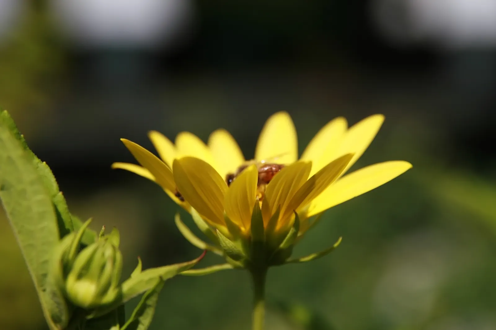Showy Sunflower (Helianthus 'Lemon Queen') — Its sturdy stems seldom require staking