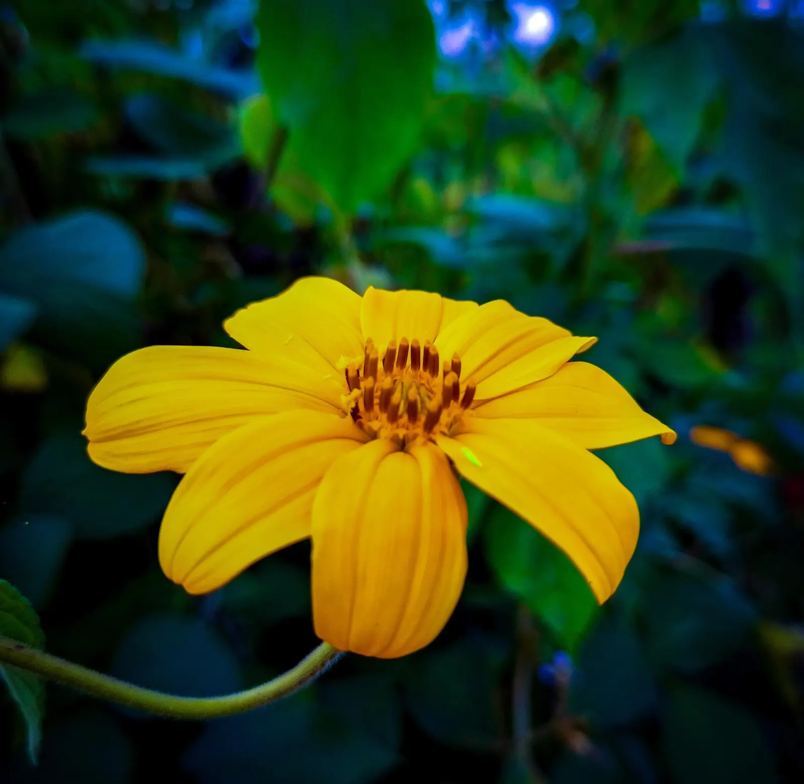 Showy Sunflower (Helianthus 'Lemon Queen') — this plant is a commanding presence in garden beds and borders