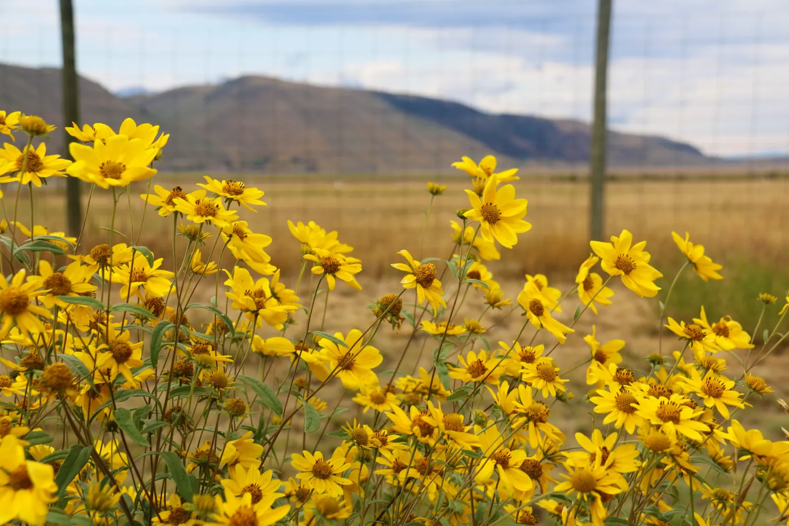 Showy Sunflower (Helianthus 'Lemon Queen') — Thriving in full sun, it prefers well-drained soil