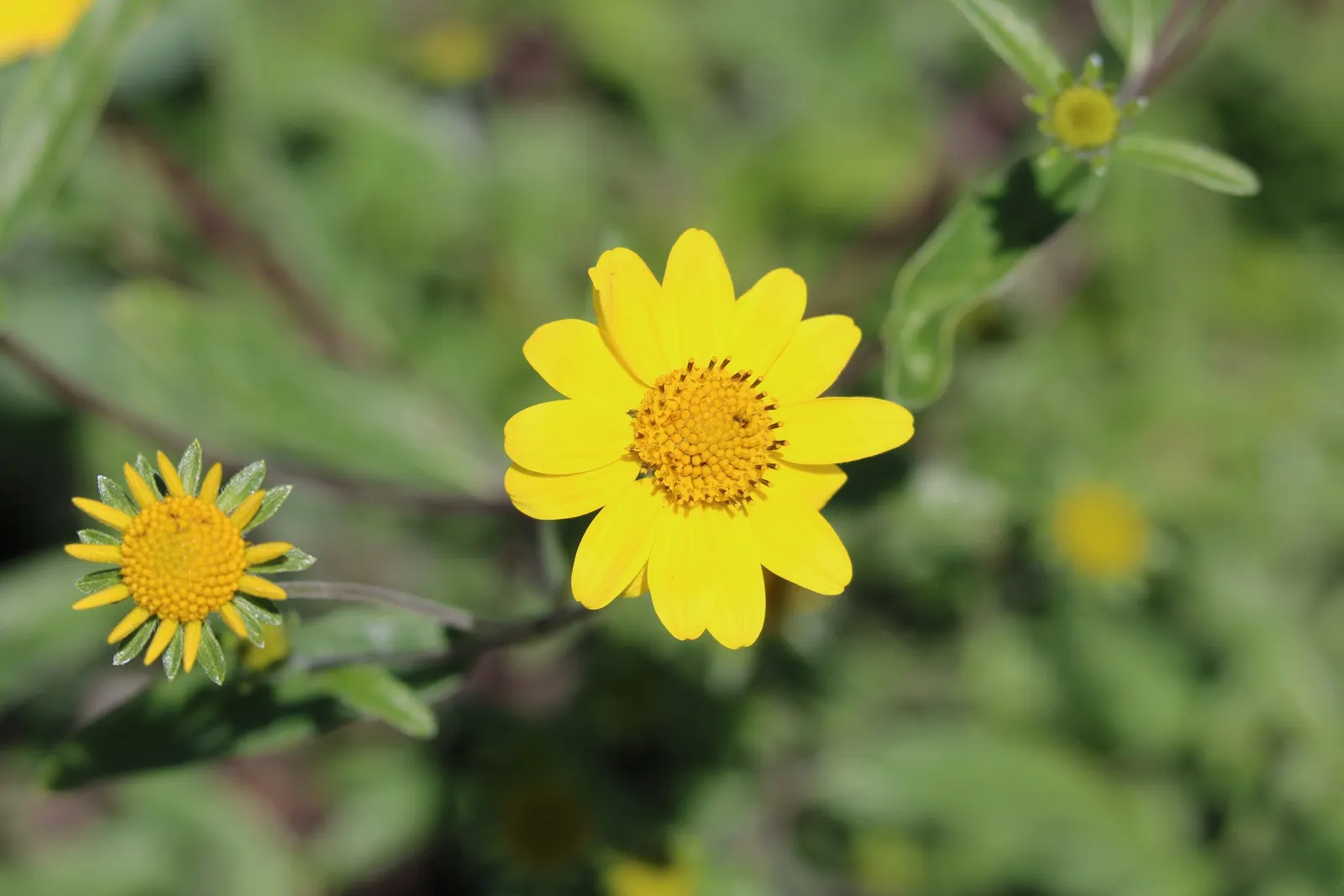 Showy Sunflower (Helianthus 'Lemon Queen') — scientifically named Helianthus 'Lemon Queen'