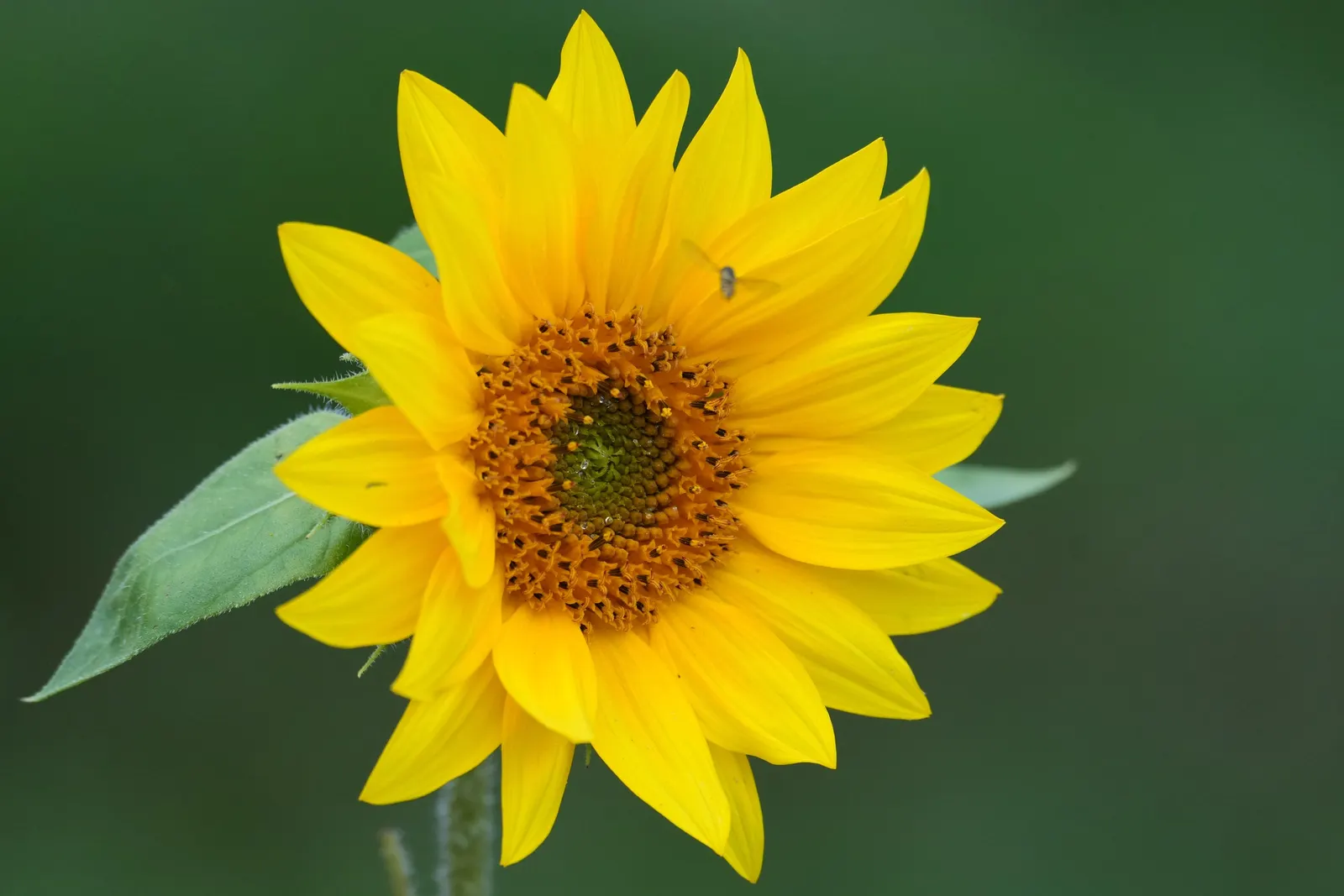 Showy Sunflower (Helianthus 'Lemon Queen') — is a robust perennial reaching up to 6-8 feet tall with a spread of 3-4 feet