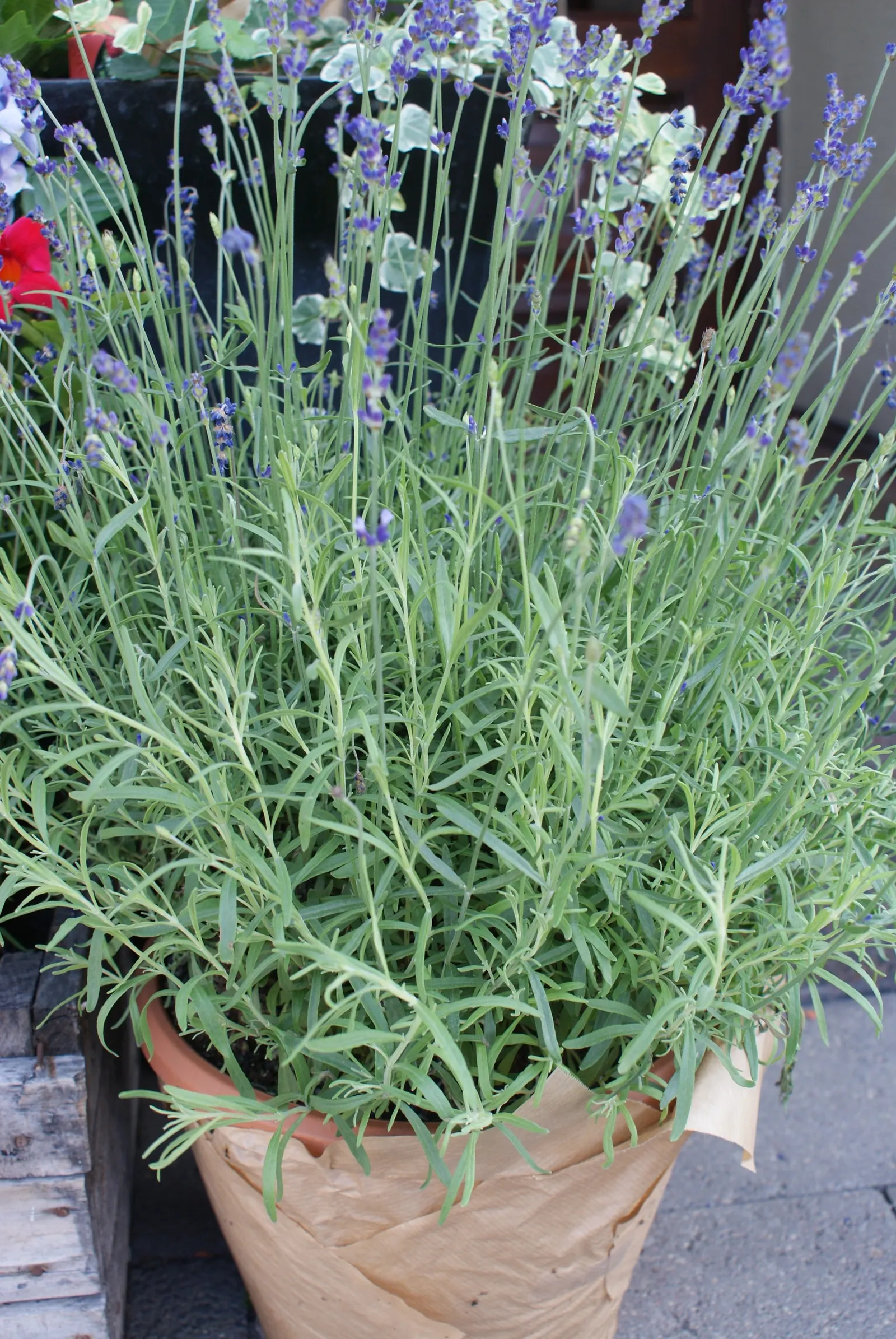 Hidcote English Lavender (Lavandula angustifolia 'Hidcote') — typically July through August