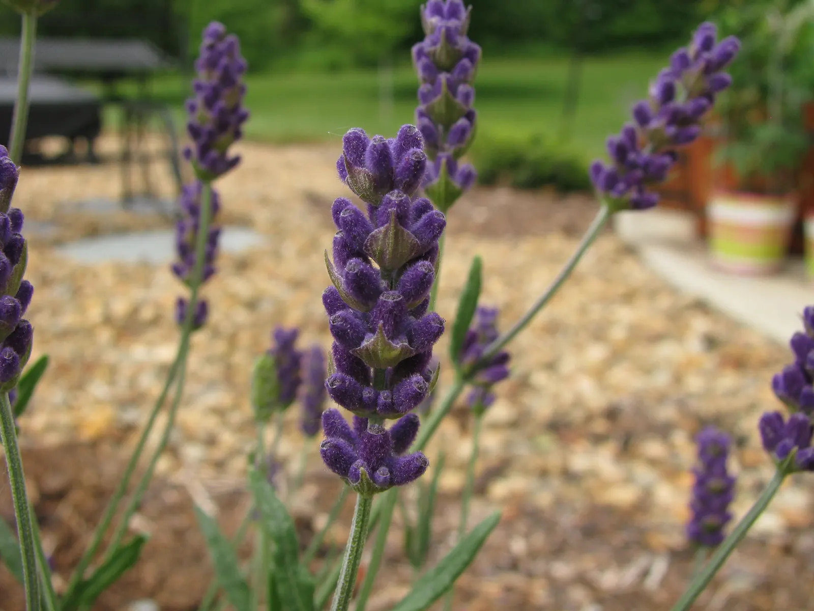 Hidcote English Lavender (Lavandula angustifolia 'Hidcote') — purple flowers in the garden