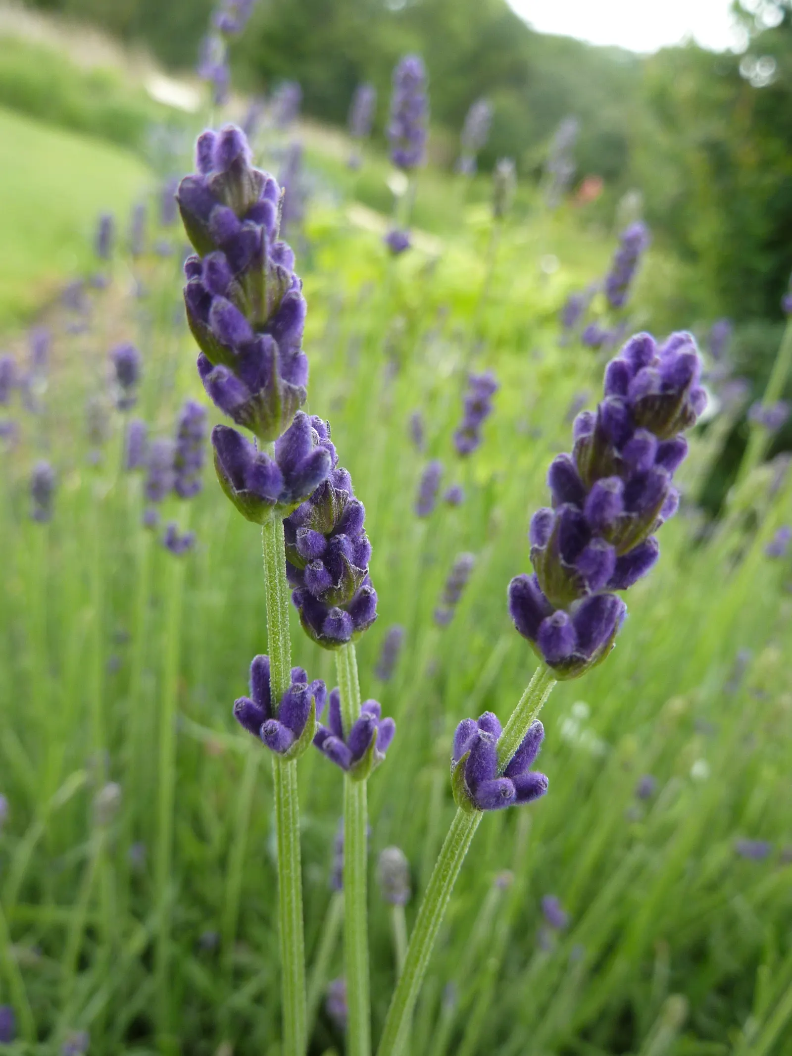 Hidcote English Lavender (Lavandula angustifolia 'Hidcote') — This drought-tolerant variety thrives in full sun and well-drained soil