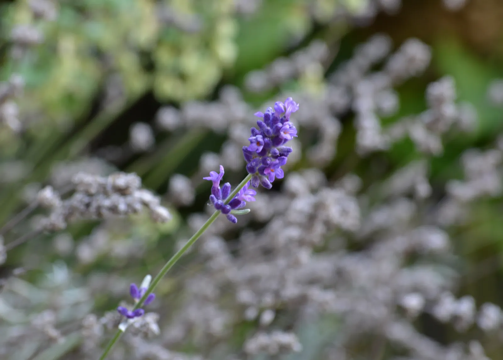 Hidcote English Lavender (Lavandula angustifolia 'Hidcote') — The Hidcote English Lavender (Lavandula angustifolia 'Hidcote') is a compact, image 28