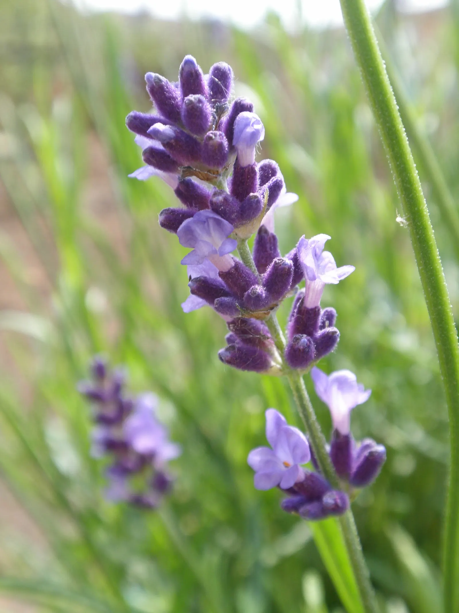 Hidcote English Lavender (Lavandula angustifolia 'Hidcote') — scientifically known as Lavandula angustifolia 'Hidcote'