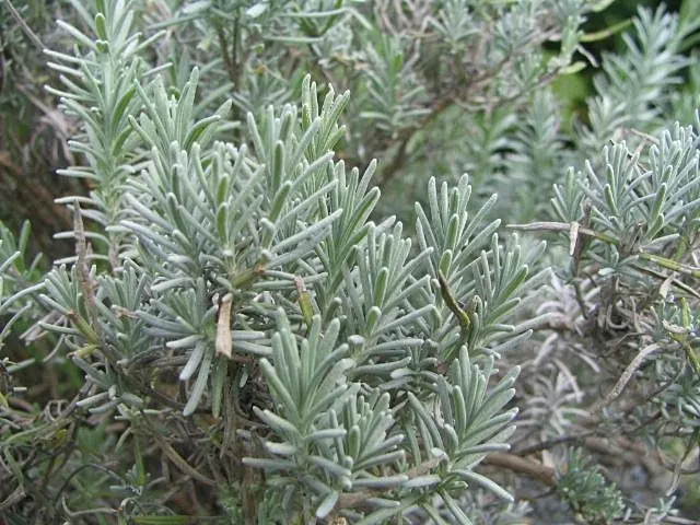 Hidcote English Lavender (Lavandula angustifolia 'Hidcote') — providing year-round interest with its narrow