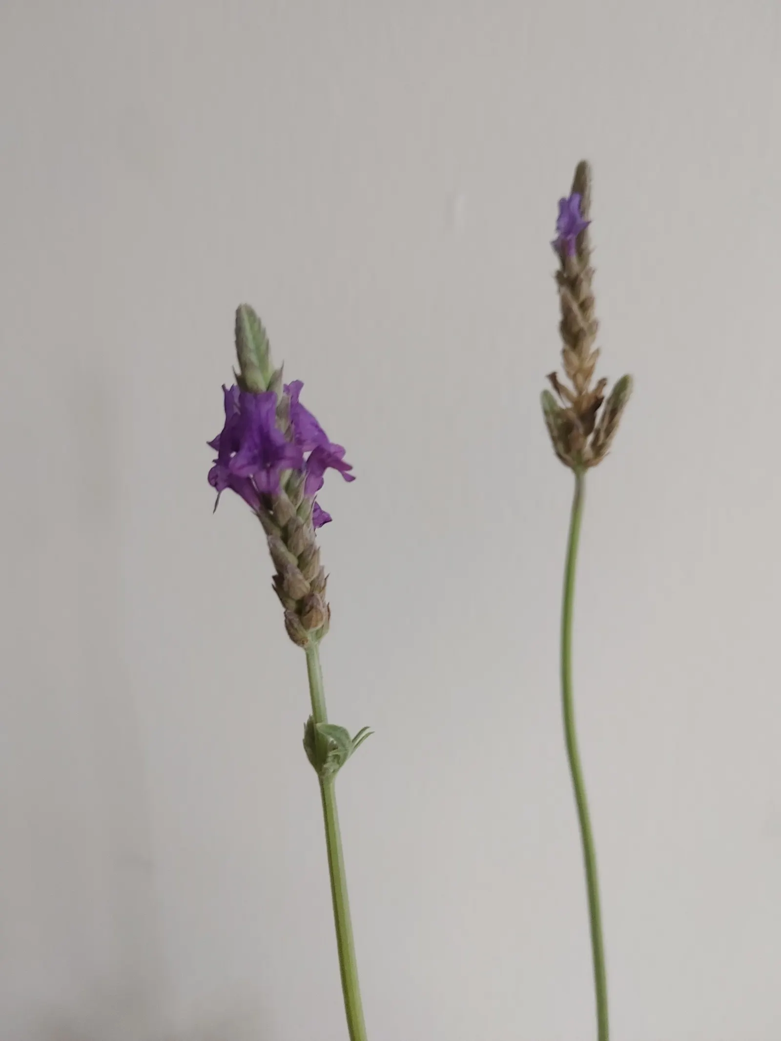 Hidcote English Lavender (Lavandula angustifolia 'Hidcote') — resistance to deer and rabbits