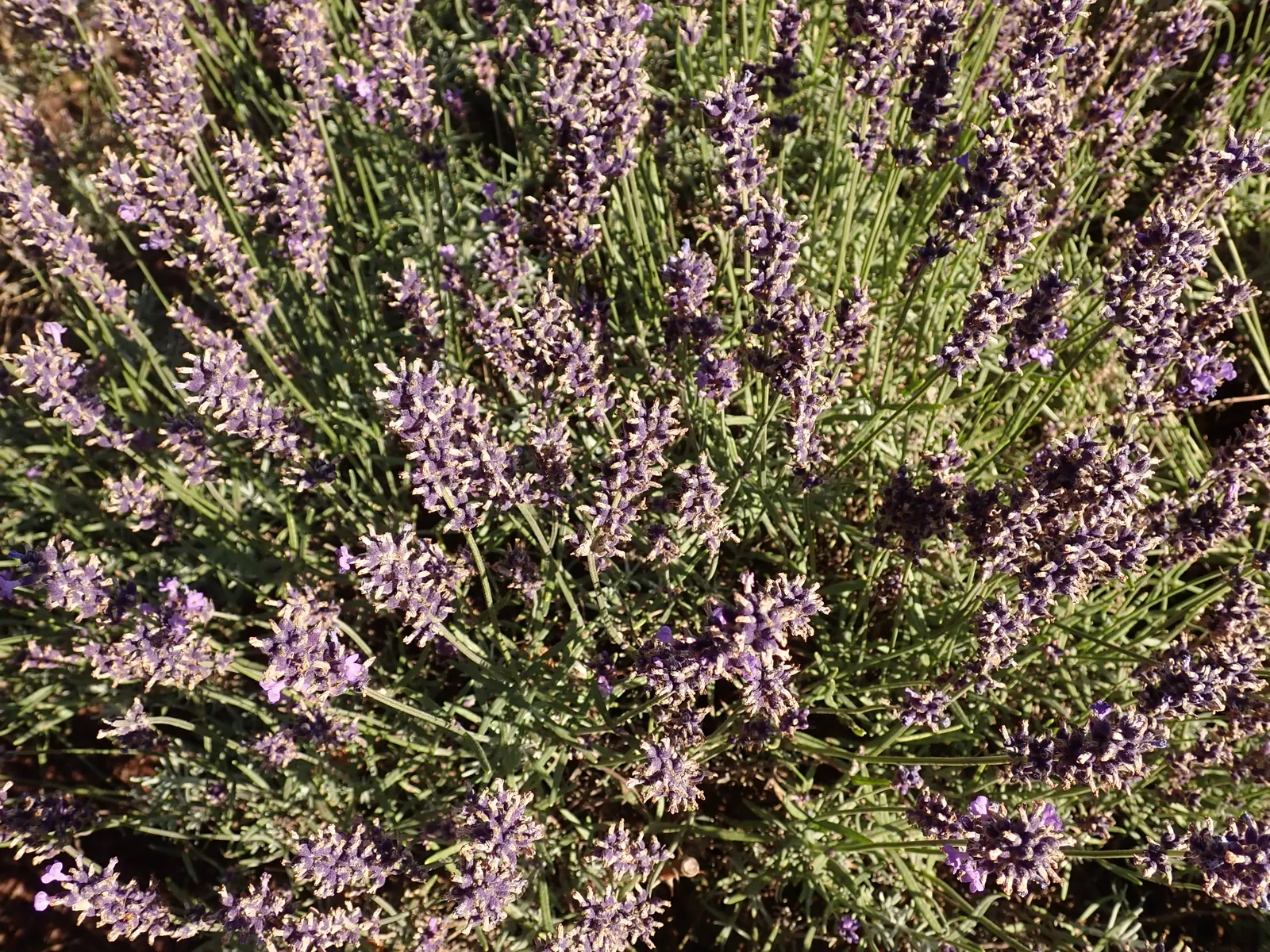 Hidcote English Lavender (Lavandula angustifolia 'Hidcote') — depending on the region.<br><br>The Hidcote's aromatic foliage is a standout feature