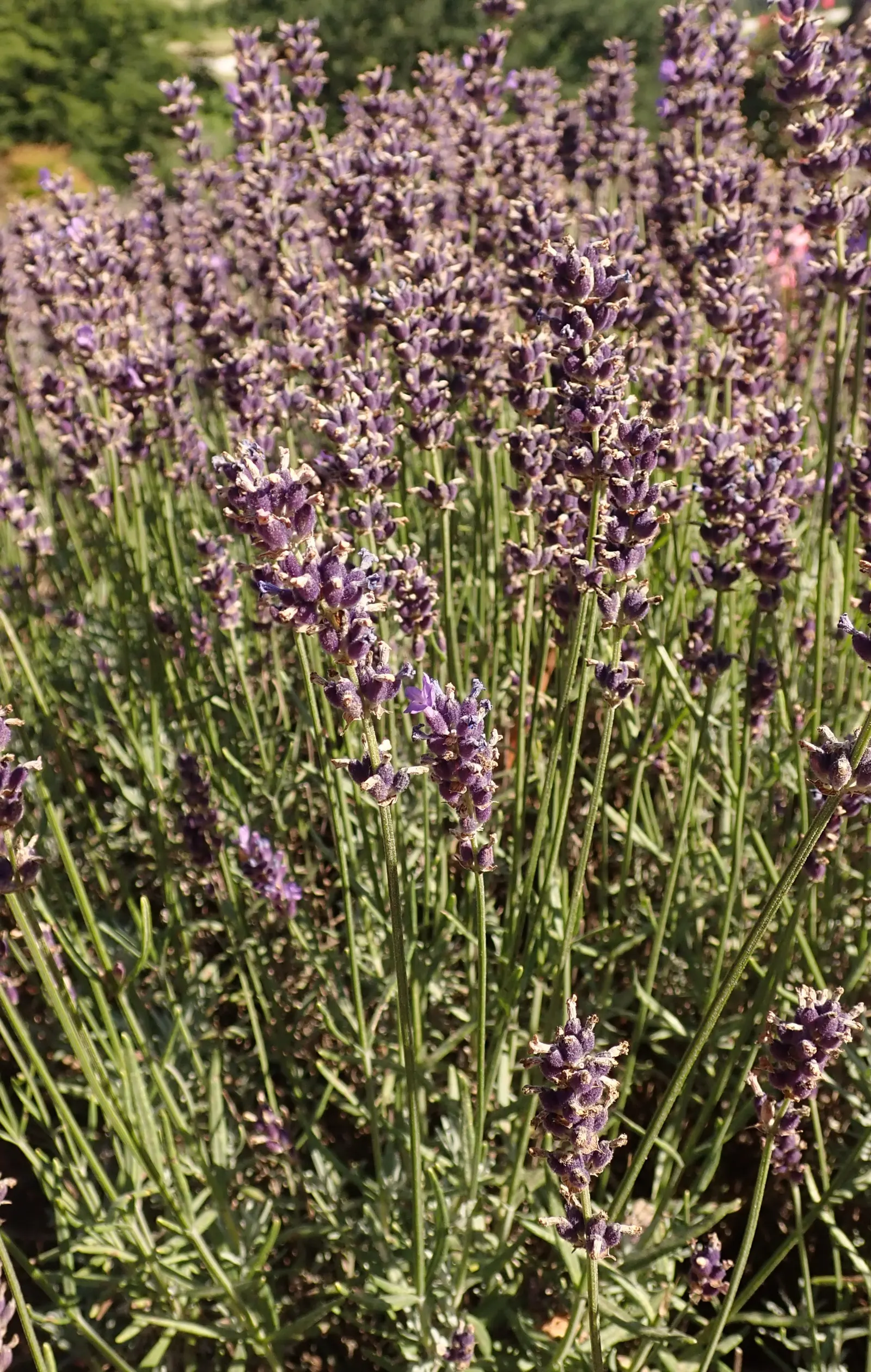 Hidcote English Lavender (Lavandula angustifolia 'Hidcote') — herb / perennial / shrub for full