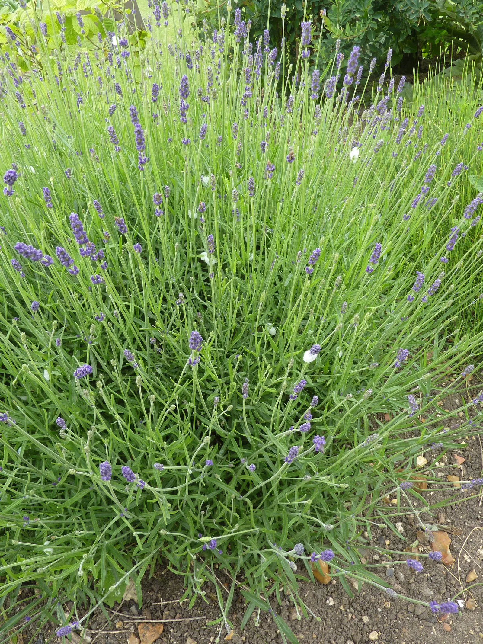 Hidcote English Lavender (Lavandula angustifolia 'Hidcote') — prized for its fragrant violet-blue flowers and silver-gray foliage