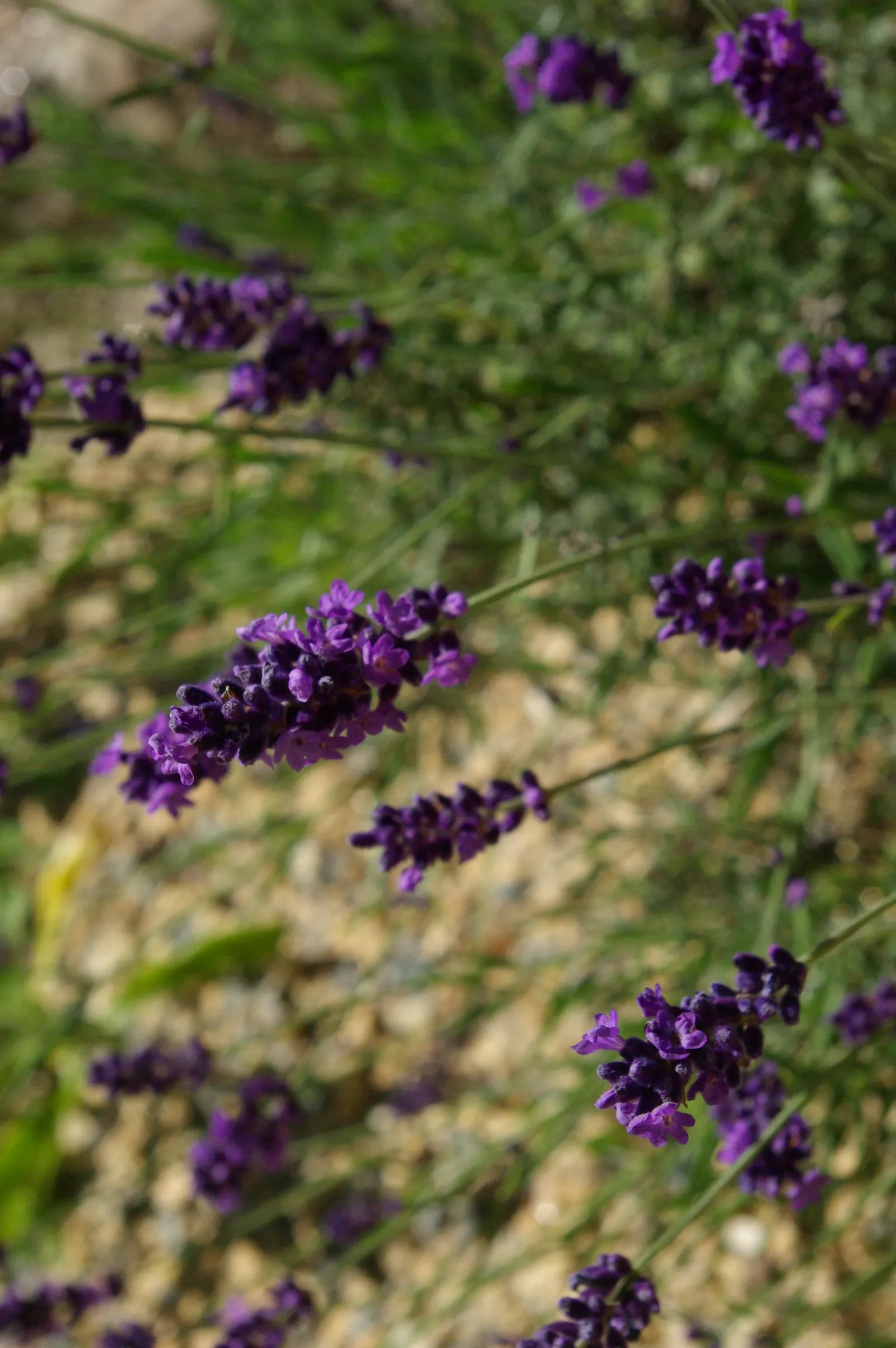 Hidcote English Lavender (Lavandula angustifolia 'Hidcote') — It reaches 12-18 inches in height and spreads 18-24 inches