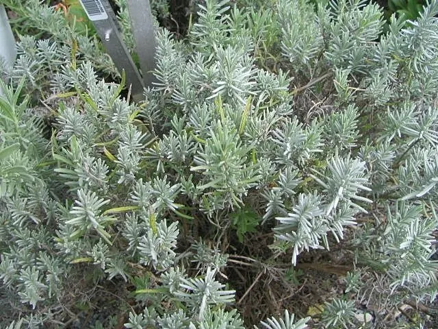 Hidcote English Lavender (Lavandula angustifolia 'Hidcote') — This cultivar is highly esteemed for its dense flower spikes that reach a height of about 12 to