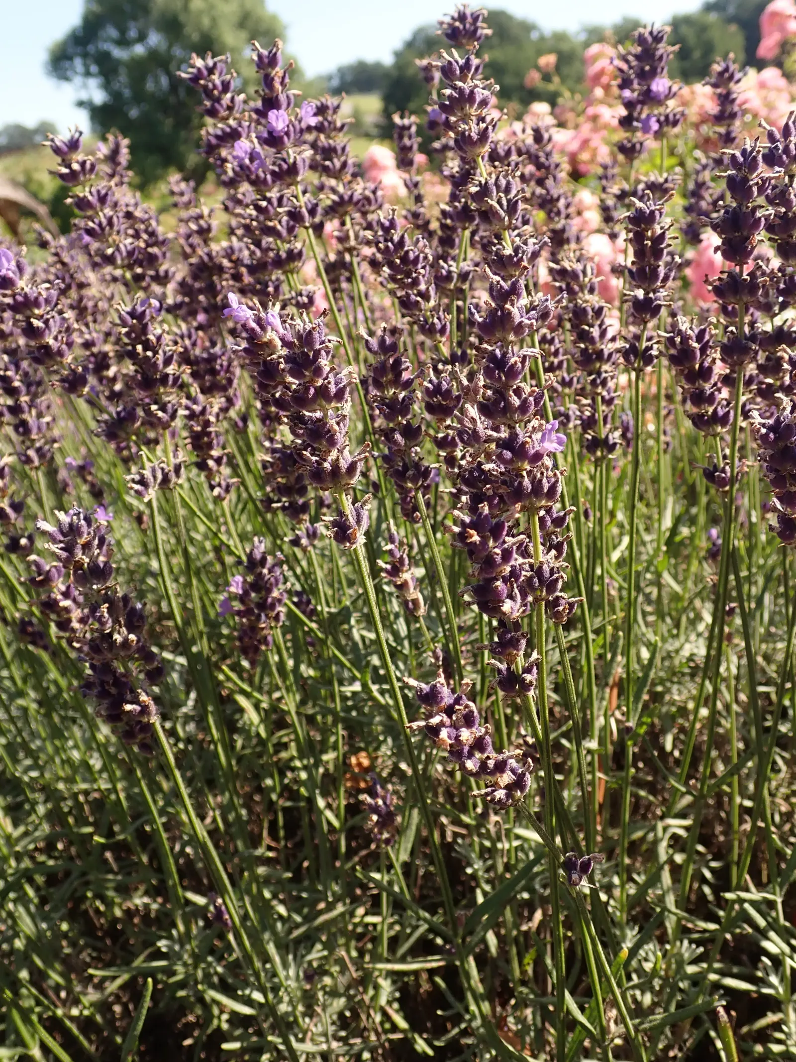 Hidcote English Lavender (Lavandula angustifolia 'Hidcote') — This dwarf variety is an excellent choice for formal borders, herb gardens, or as a fragrant