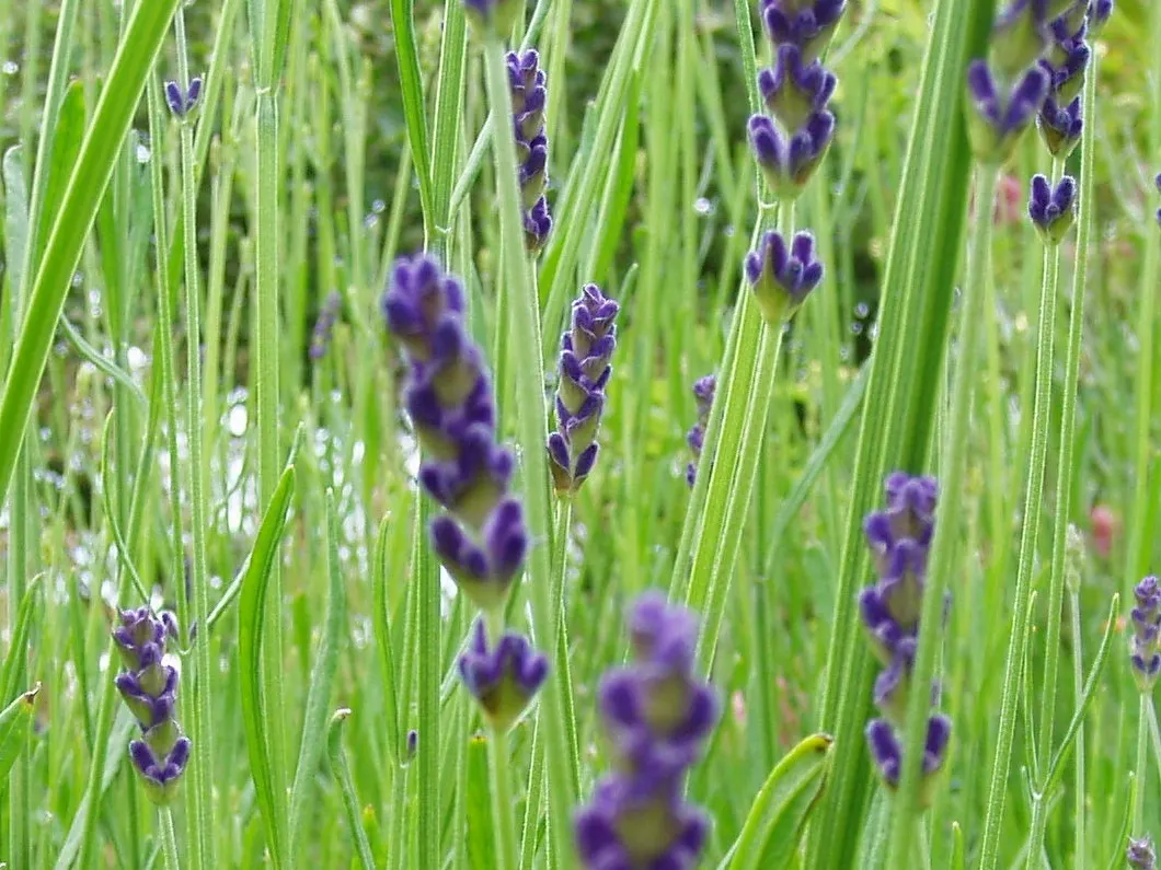 Hidcote English Lavender (Lavandula angustifolia 'Hidcote') — Space plants about 12 to 18 inches apart to create a cohesive, lush border