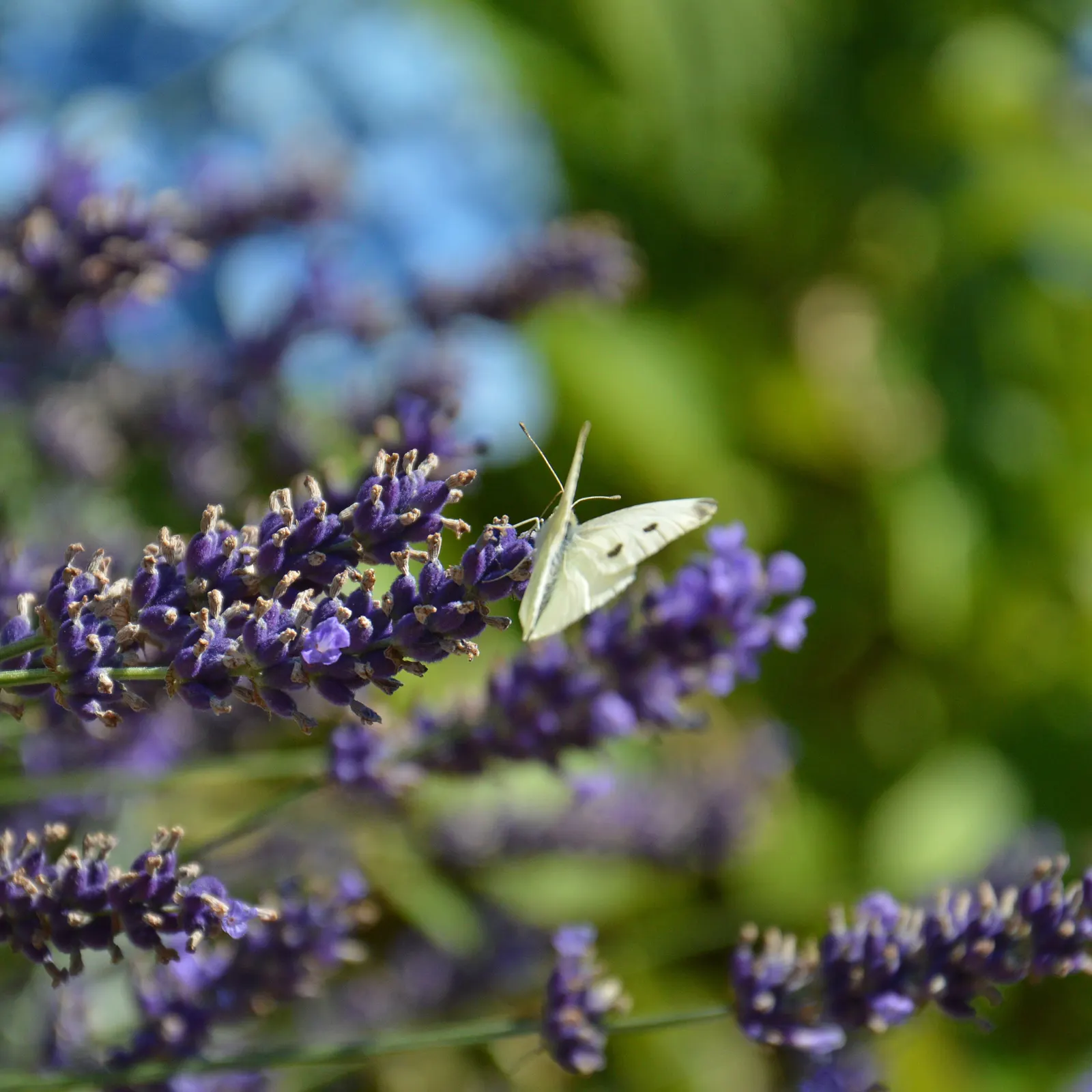 Hidcote English Lavender (Lavandula angustifolia 'Hidcote') — herb / perennial / shrub with purple blooms