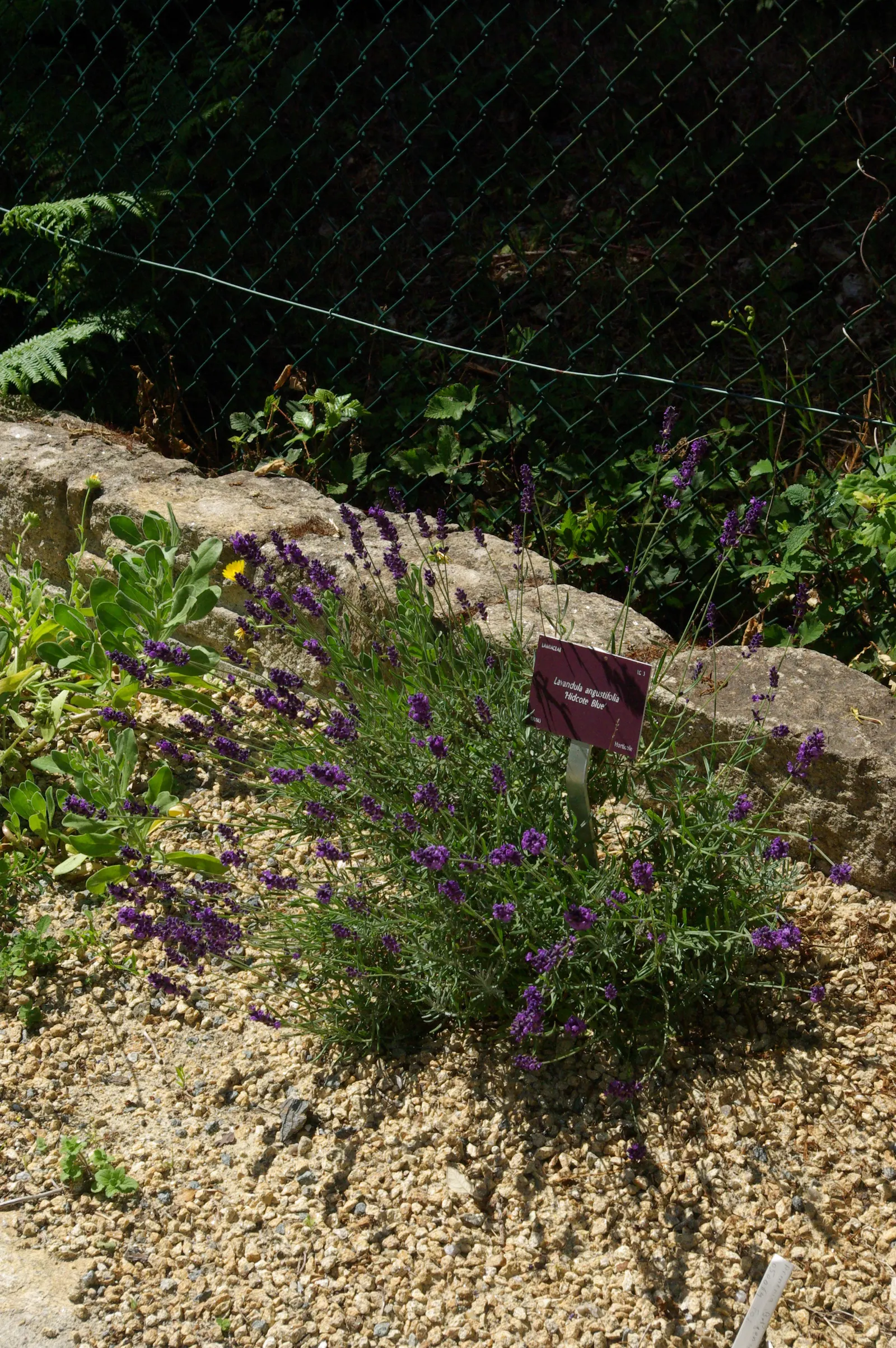 Hidcote English Lavender (Lavandula angustifolia 'Hidcote') — it blooms from June to August