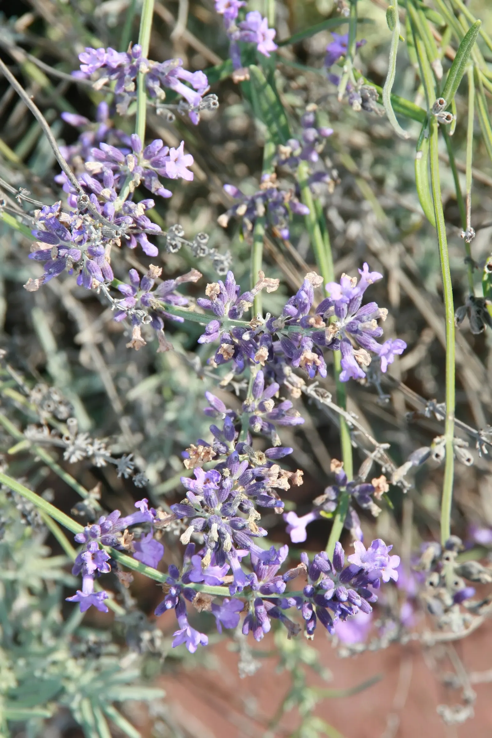 Hidcote English Lavender (Lavandula angustifolia 'Hidcote') — Regular pruning after the first flowering can encourage a second bloom and maintain its tidy
