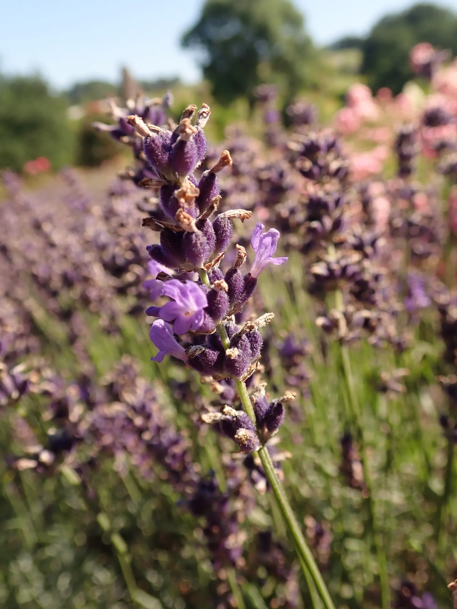 Hidcote English Lavender (Lavandula angustifolia 'Hidcote') — It thrives in USDA Hardiness Zones 5 through 9