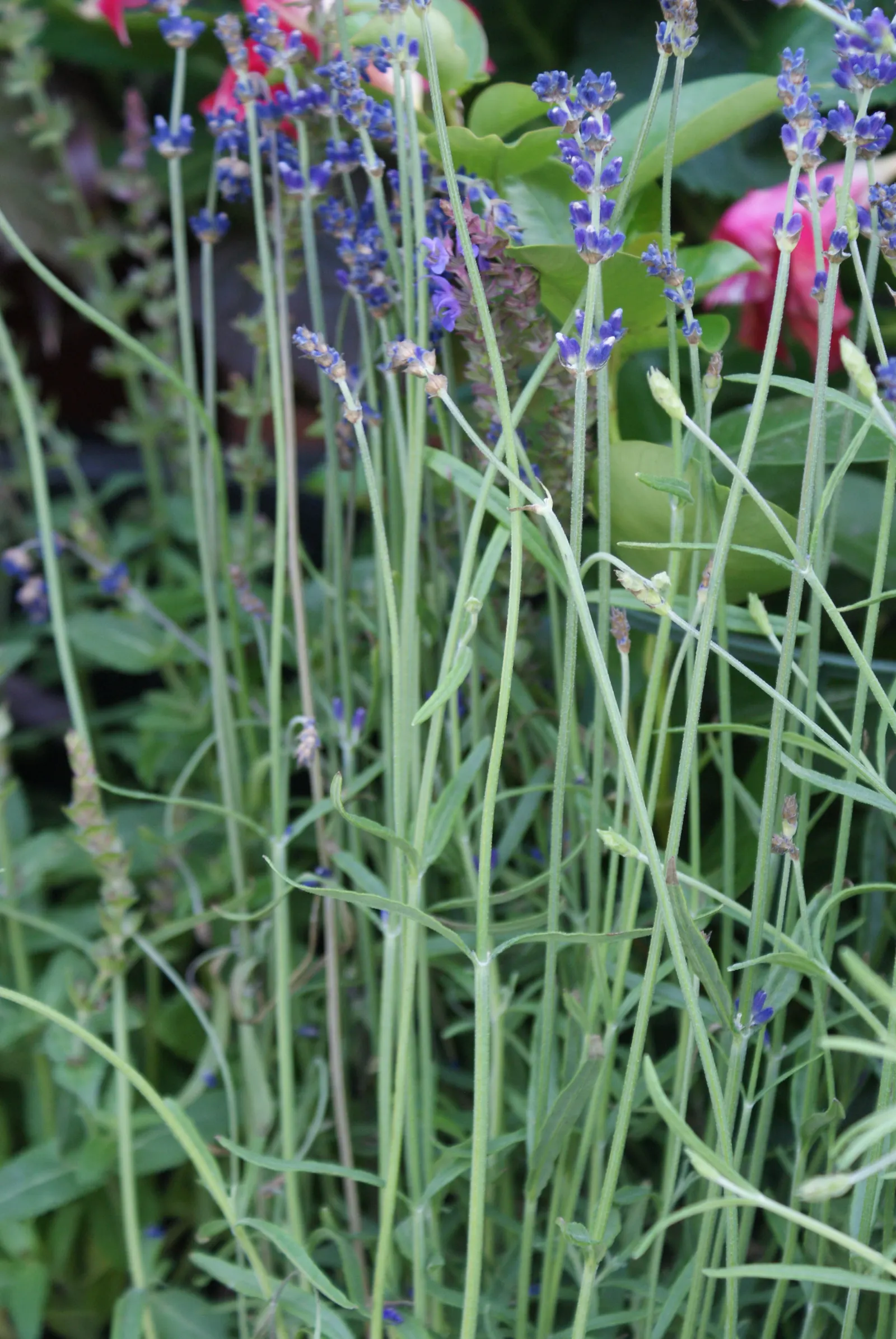 Hidcote English Lavender (Lavandula angustifolia 'Hidcote') — consider its drought-tolerant qualities