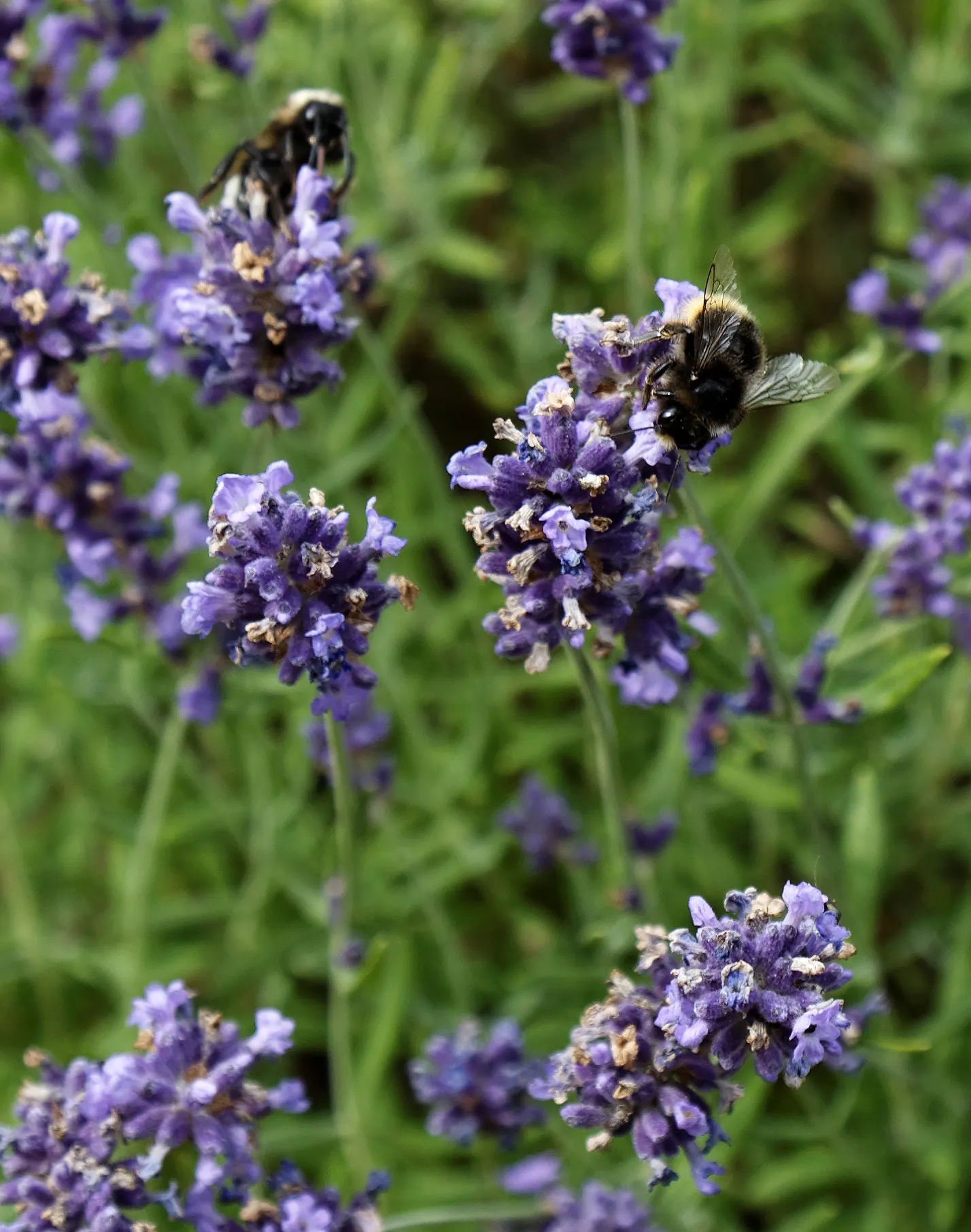 Hidcote English Lavender (Lavandula angustifolia 'Hidcote') — and its attraction to pollinators such as bees and butterflies