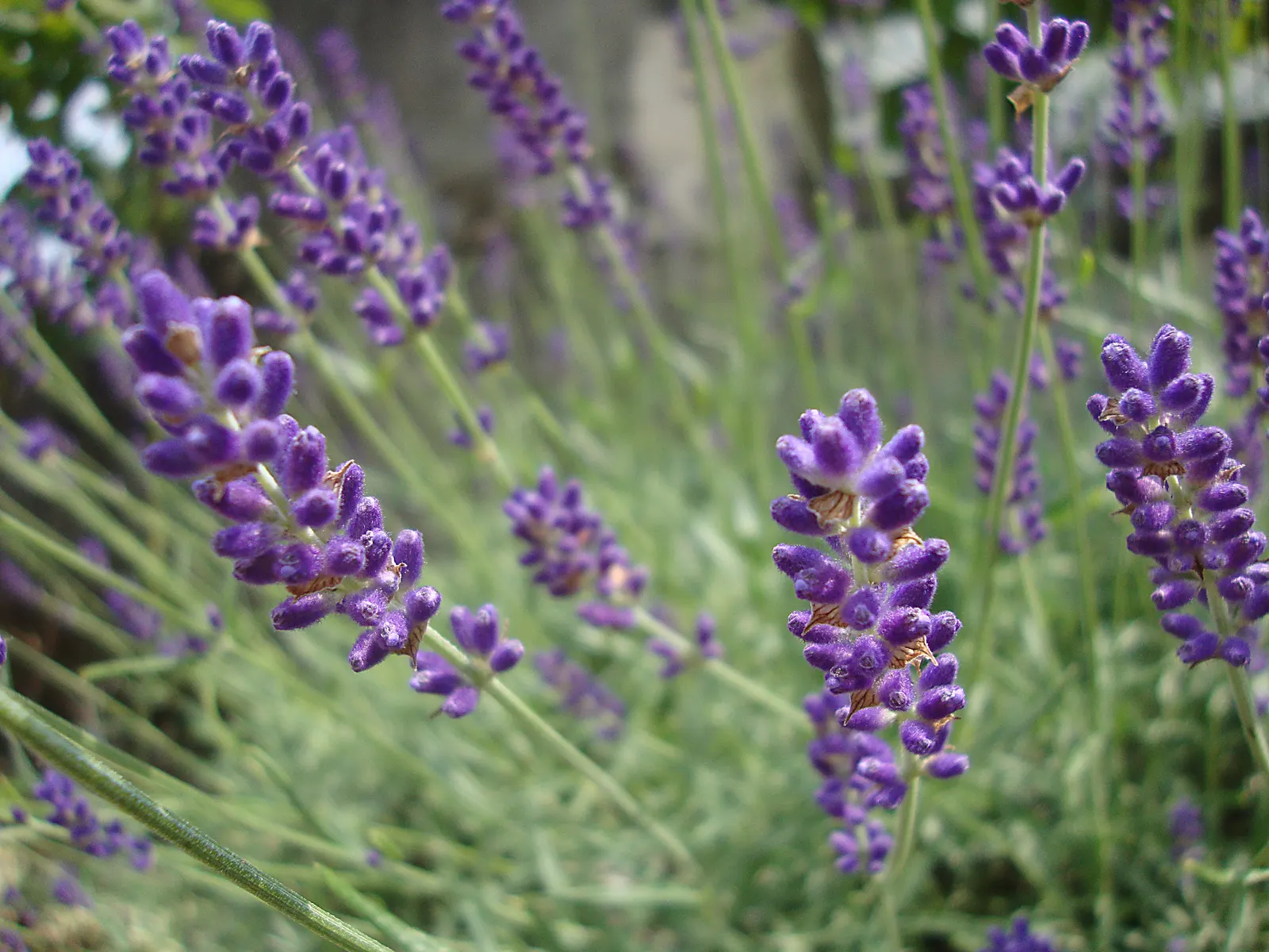 Hidcote English Lavender (Lavandula angustifolia 'Hidcote') — The Hidcote English Lavender (Lavandula angustifolia 'Hidcote') is a compact evergreen shrub