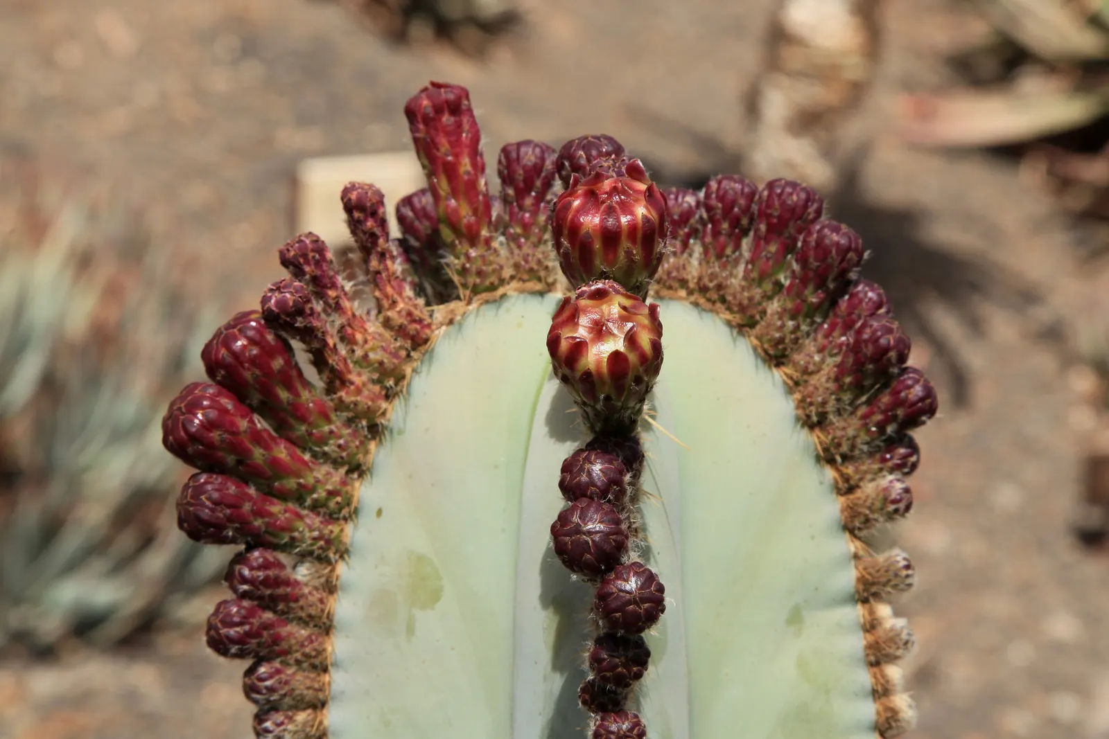 Mexican Fencepost (Pachycereus Marginatus) — requiring minimal maintenance once established; it's adorned with neat rows of spines along narrow ribs
