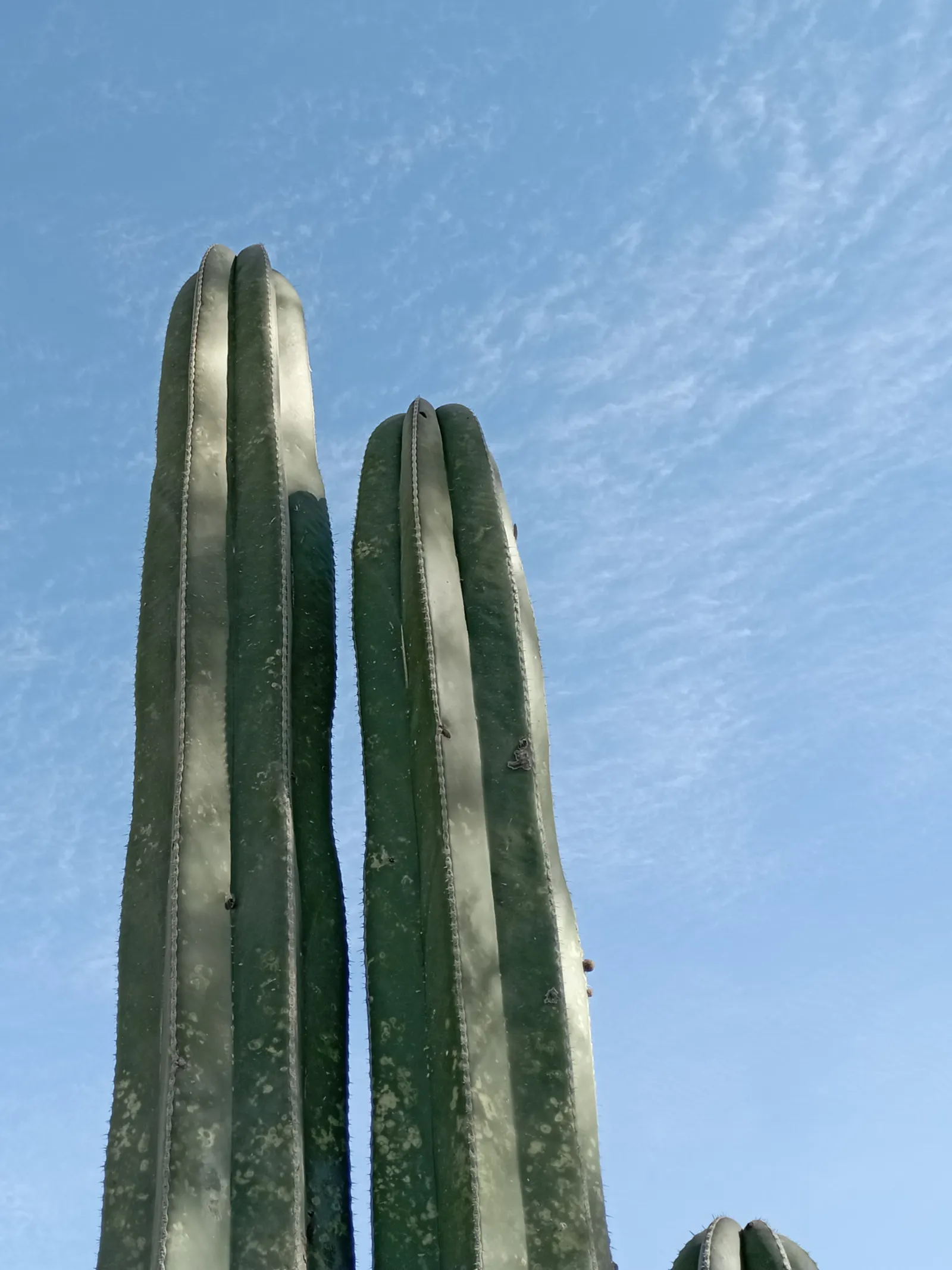 Mexican Fencepost (Pachycereus Marginatus) — is a striking columnar cactus that provides bold vertical lines to any landscape design; followed by, image 65