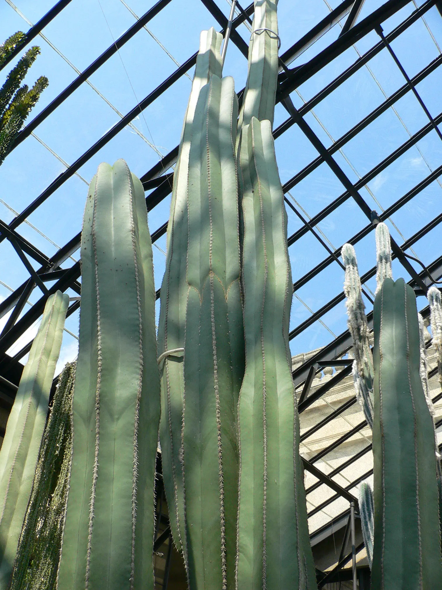 Mexican Fencepost (Pachycereus Marginatus) — These allow for easy propagation under the right desert-like conditions
