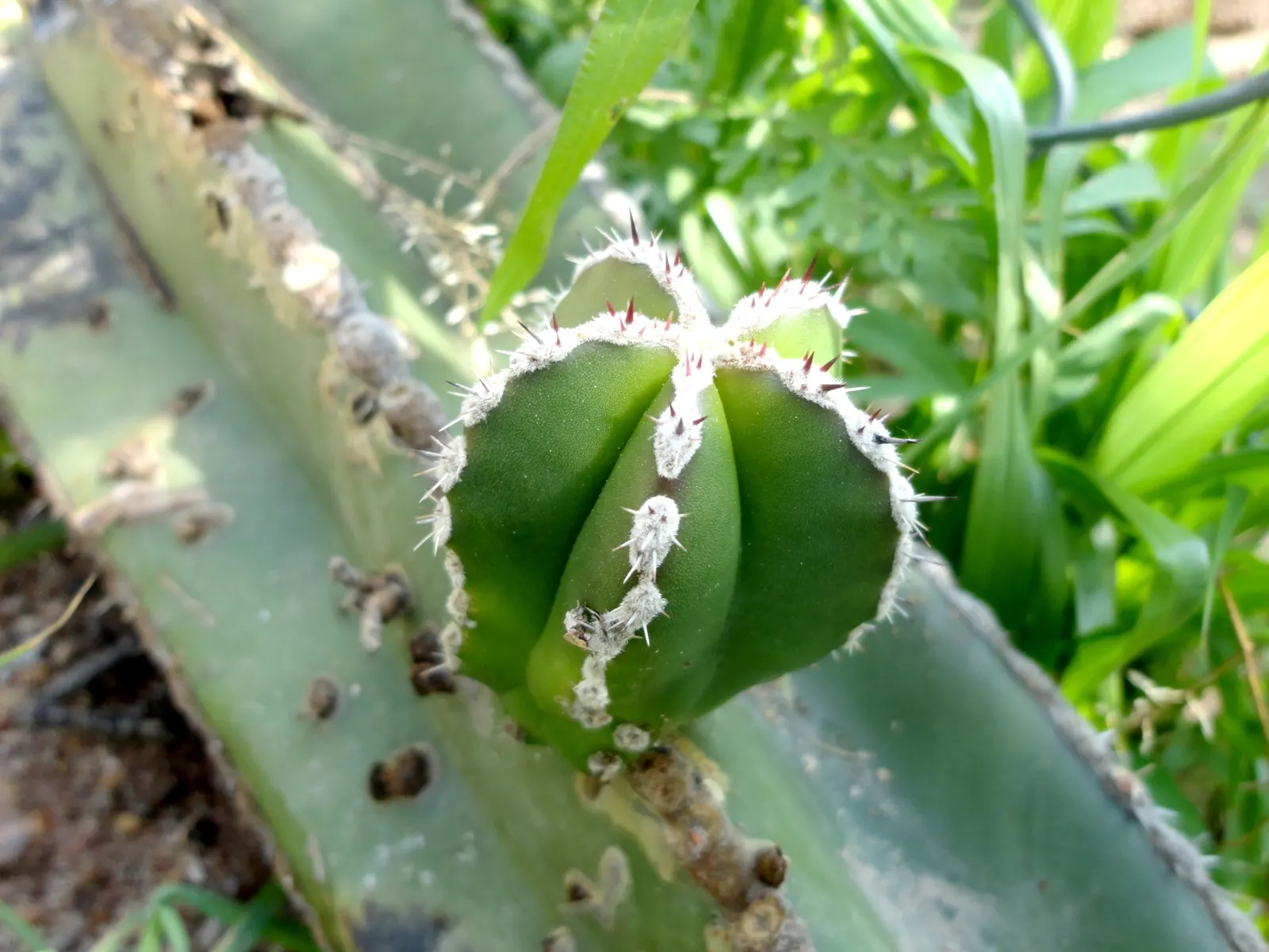 Mexican Fencepost (Pachycereus Marginatus) — Native to the arid regions of Central Mexico; cactus for full