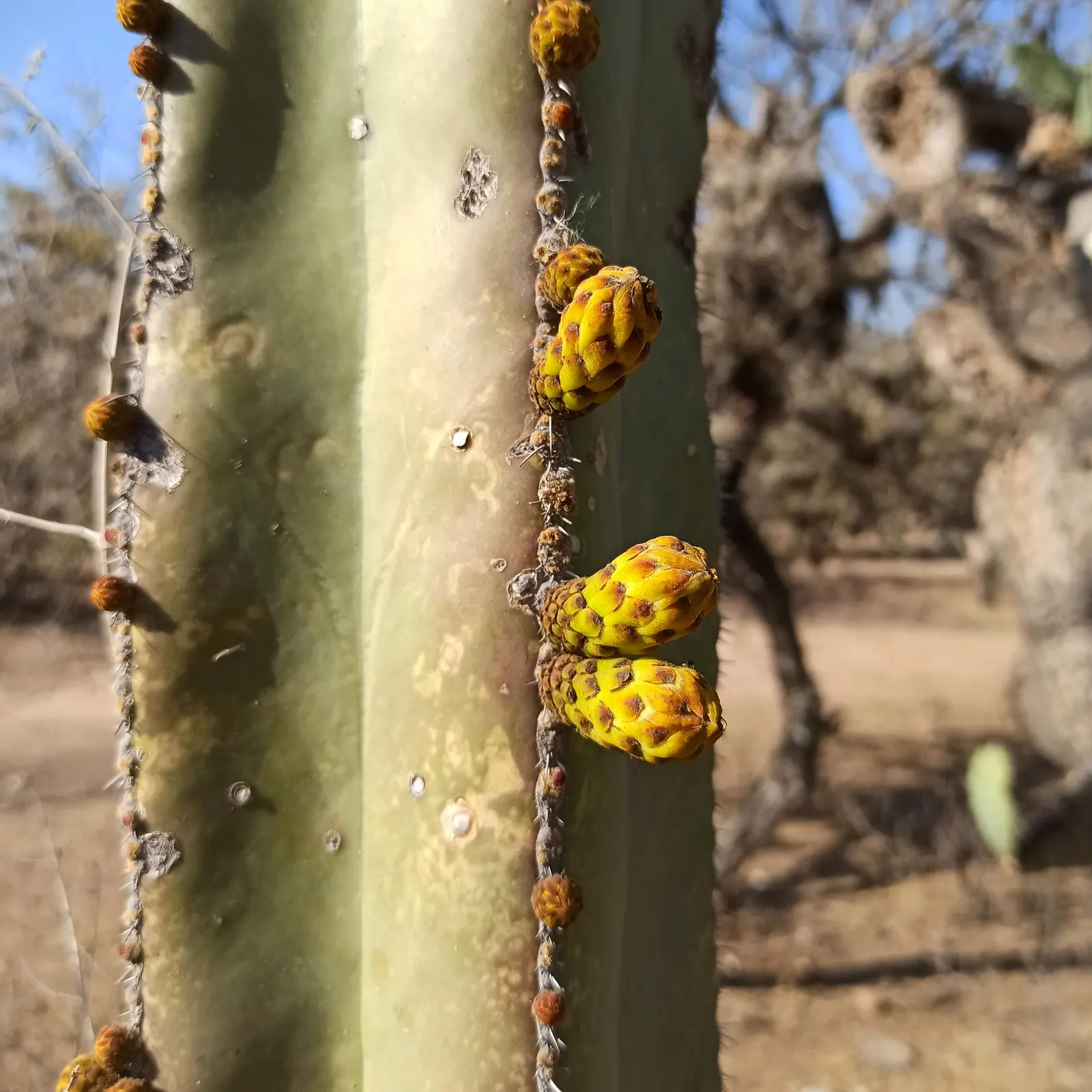 Mexican Fencepost (Pachycereus Marginatus) — It's adorned with neat rows of spines along narrow ribs; native to the arid regions of Central Mexico